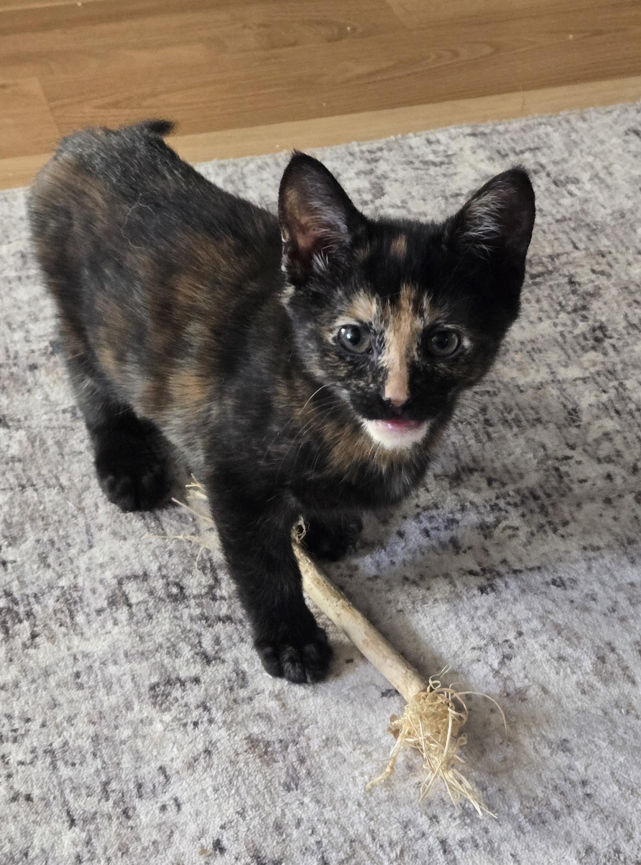 Willow-KJ (bonded with Wendel), adopted, Kitten Female Tortoiseshell.