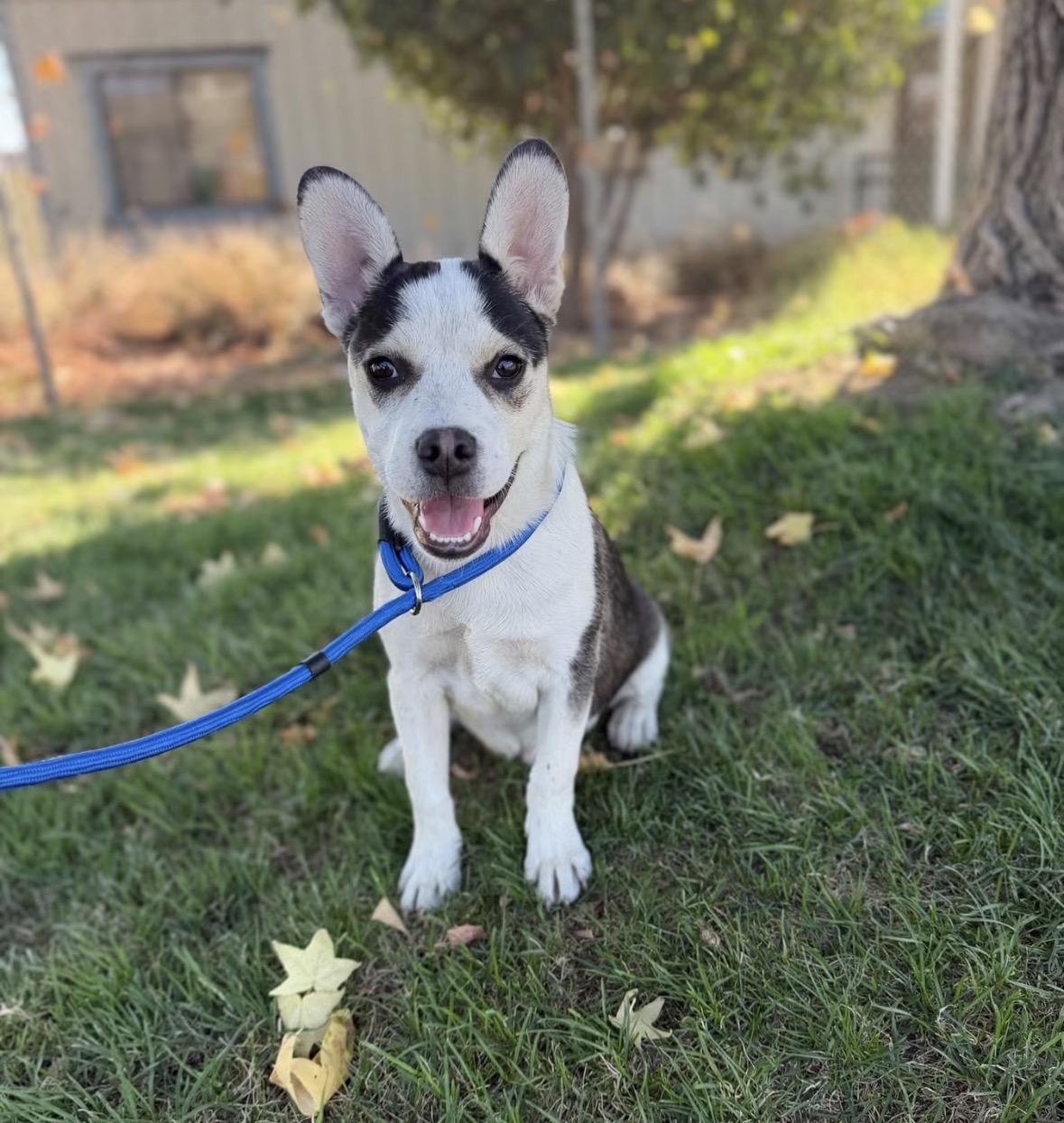 Enlarge Howie, a Adoptable mixed breed in Oakdale, CA image 1/1