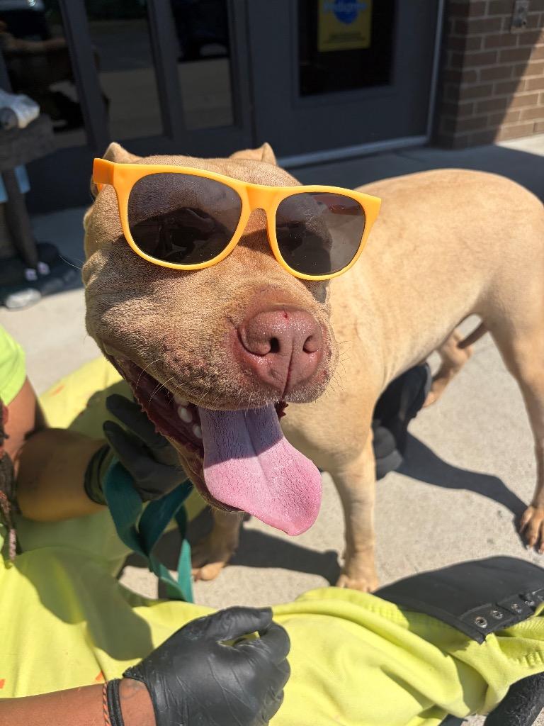 Stubby, Adoptable, Young Male Pit Bull Terrier.