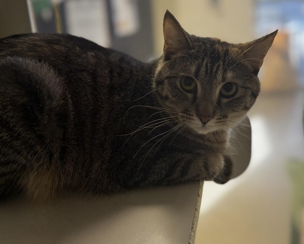 Mufasa, Adult Male Domestic Short Hair