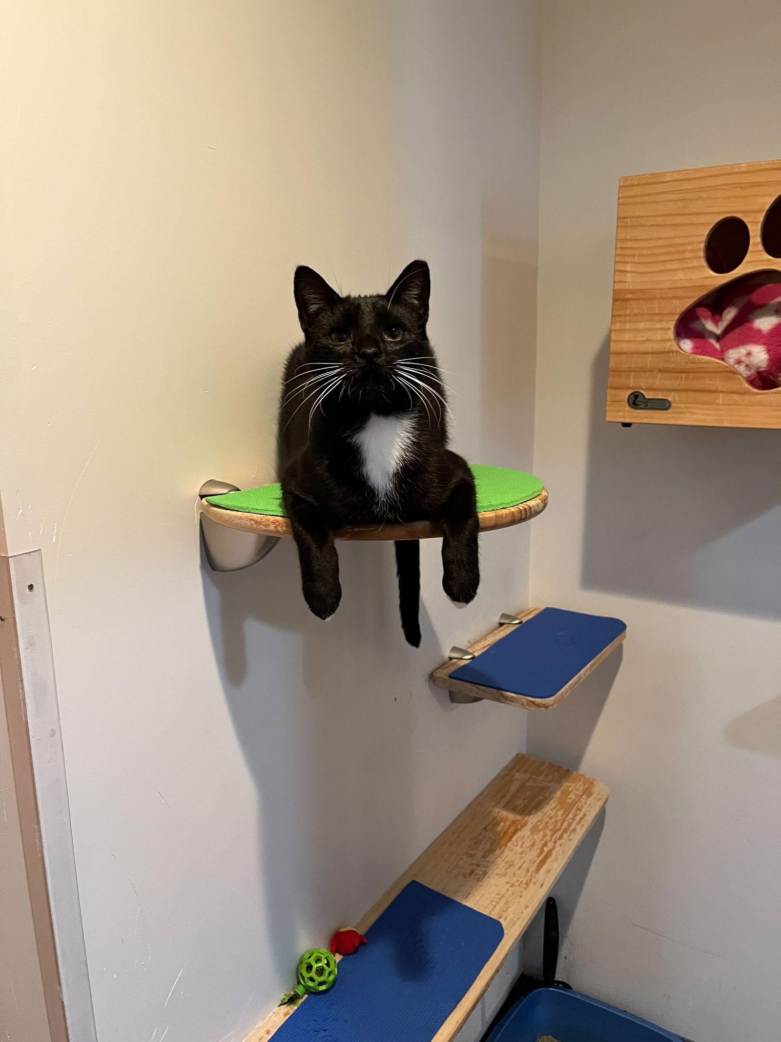 Sprite (bonded with Fresca), Adoptable, Young Male Domestic Short Hair.