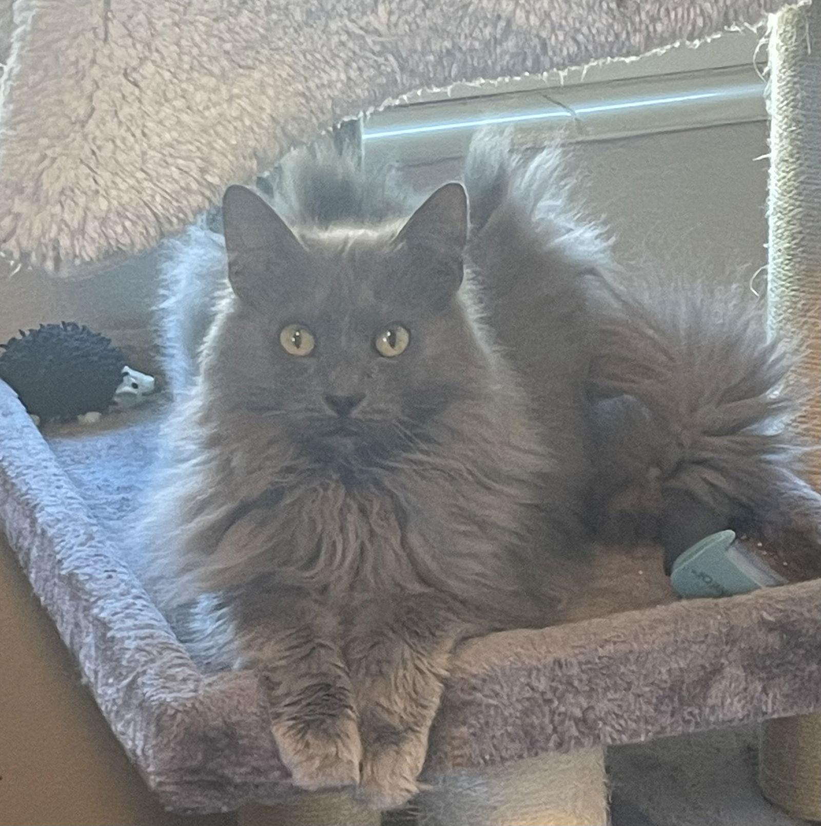 Claudine, Adopted, Senior Female Russian Blue & Domestic Long Hair.