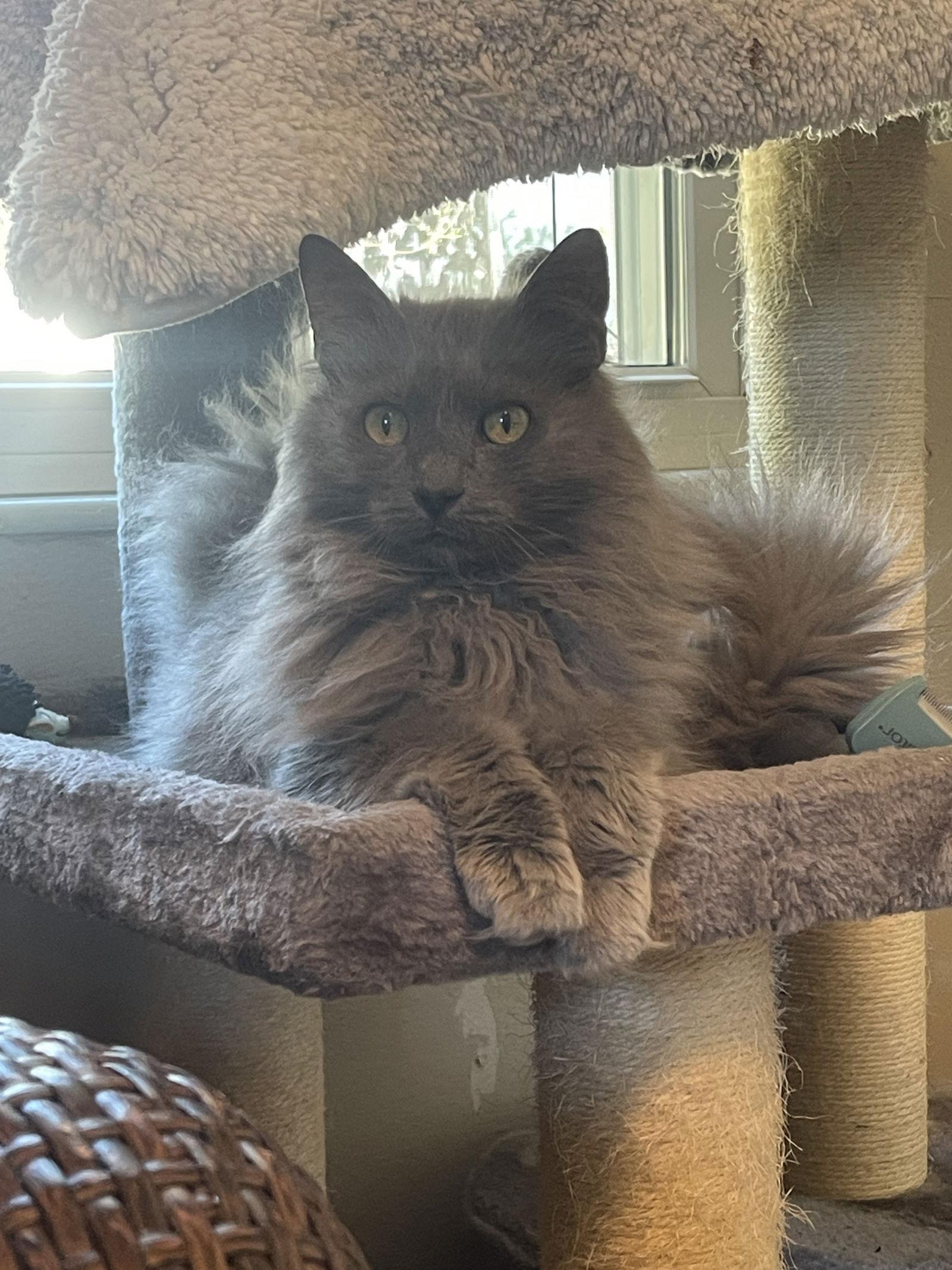 Enlarge Claudine, a Adopted mixed breed in Ocala, FL image 2/3