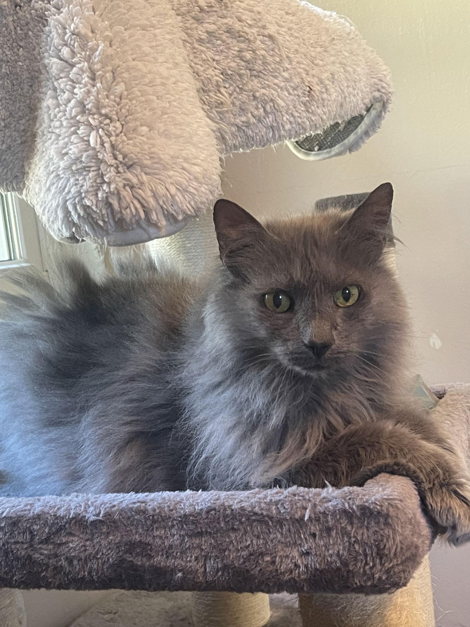 Enlarge Claudine, a Adopted mixed breed in Ocala, FL image 3/3