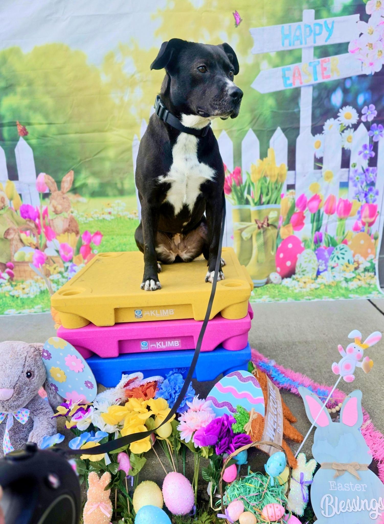 Candi, Adoptable, Adult Female Pit Bull Terrier.