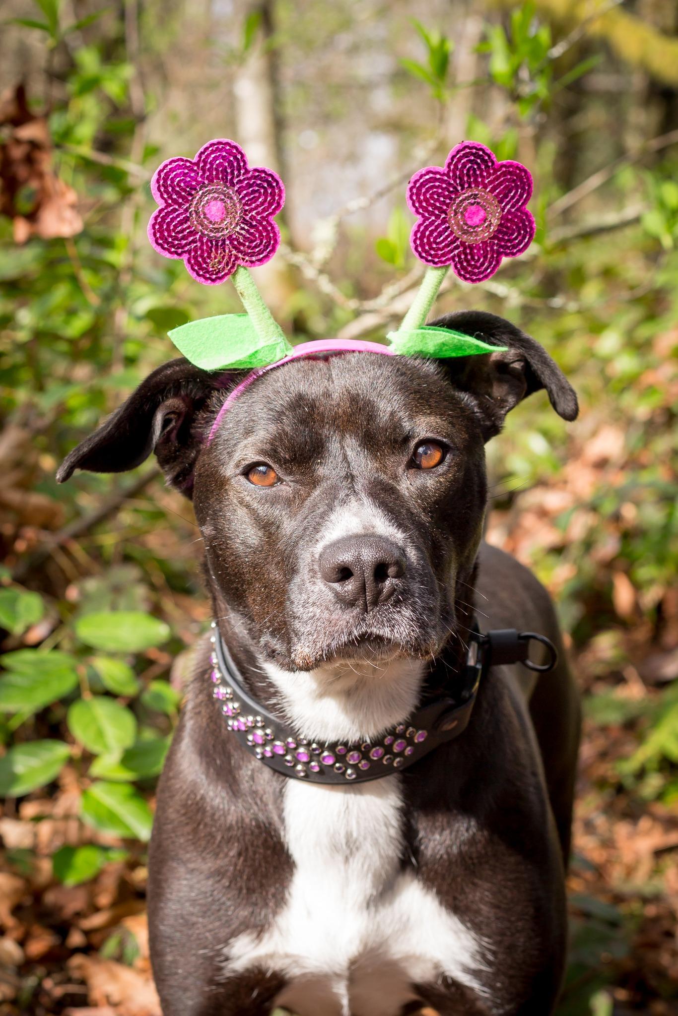 Enlarge Candi, a Adoptable mixed breed in Vancouver, WA image 2/6