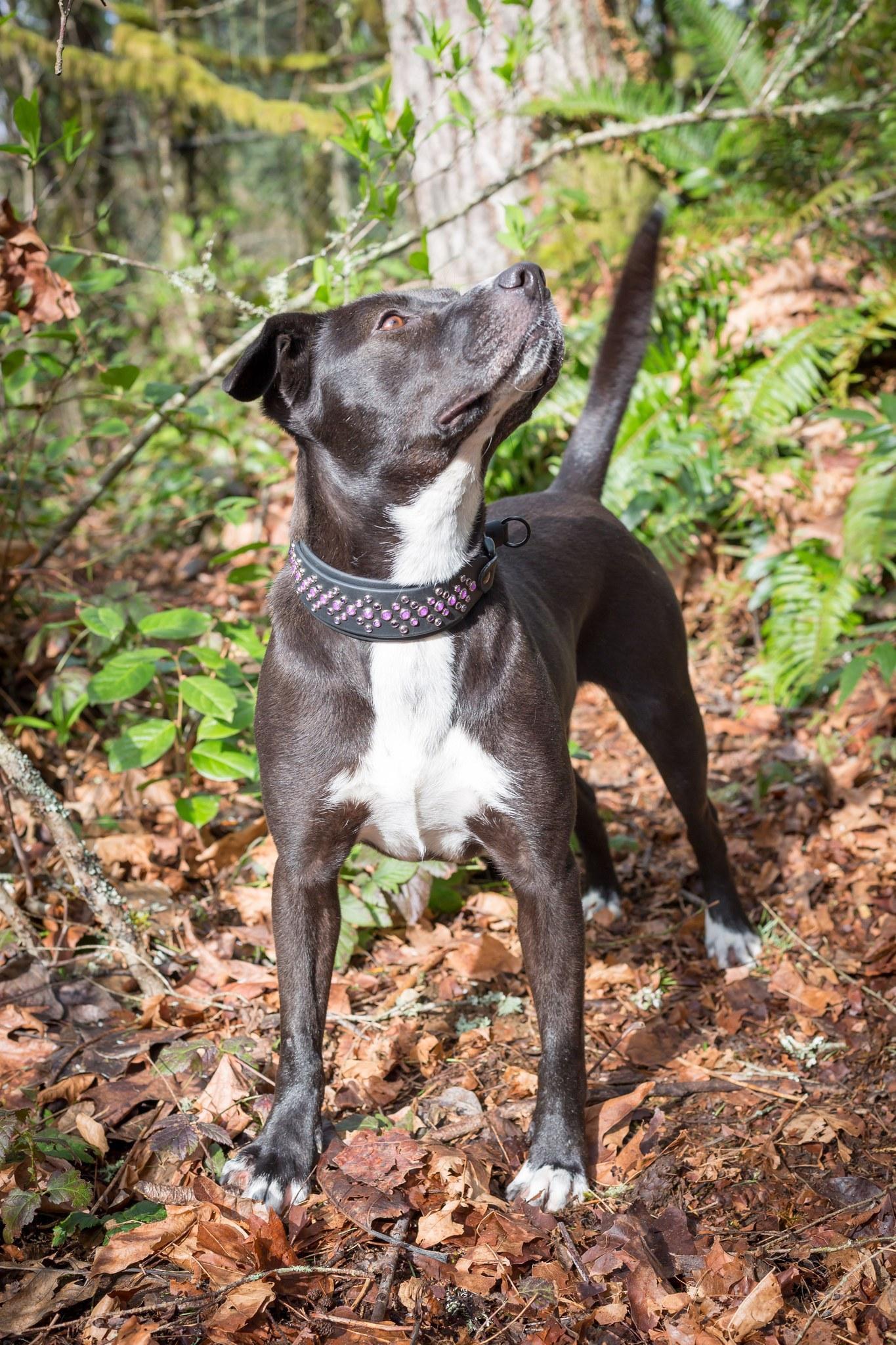 Enlarge Candi, a Adoptable mixed breed in Vancouver, WA image 3/6