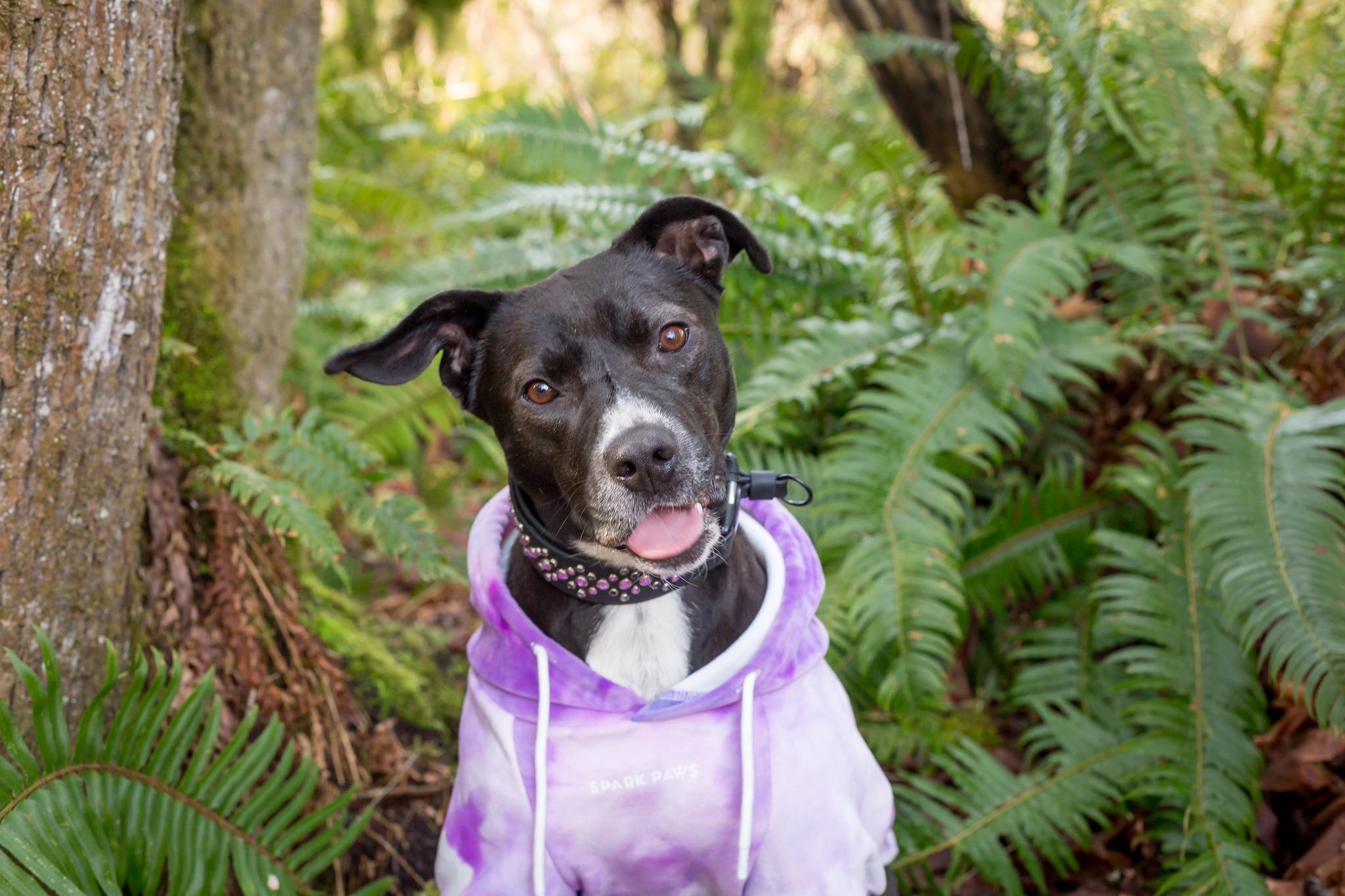 Enlarge Candi, a Adoptable mixed breed in Vancouver, WA image 4/6