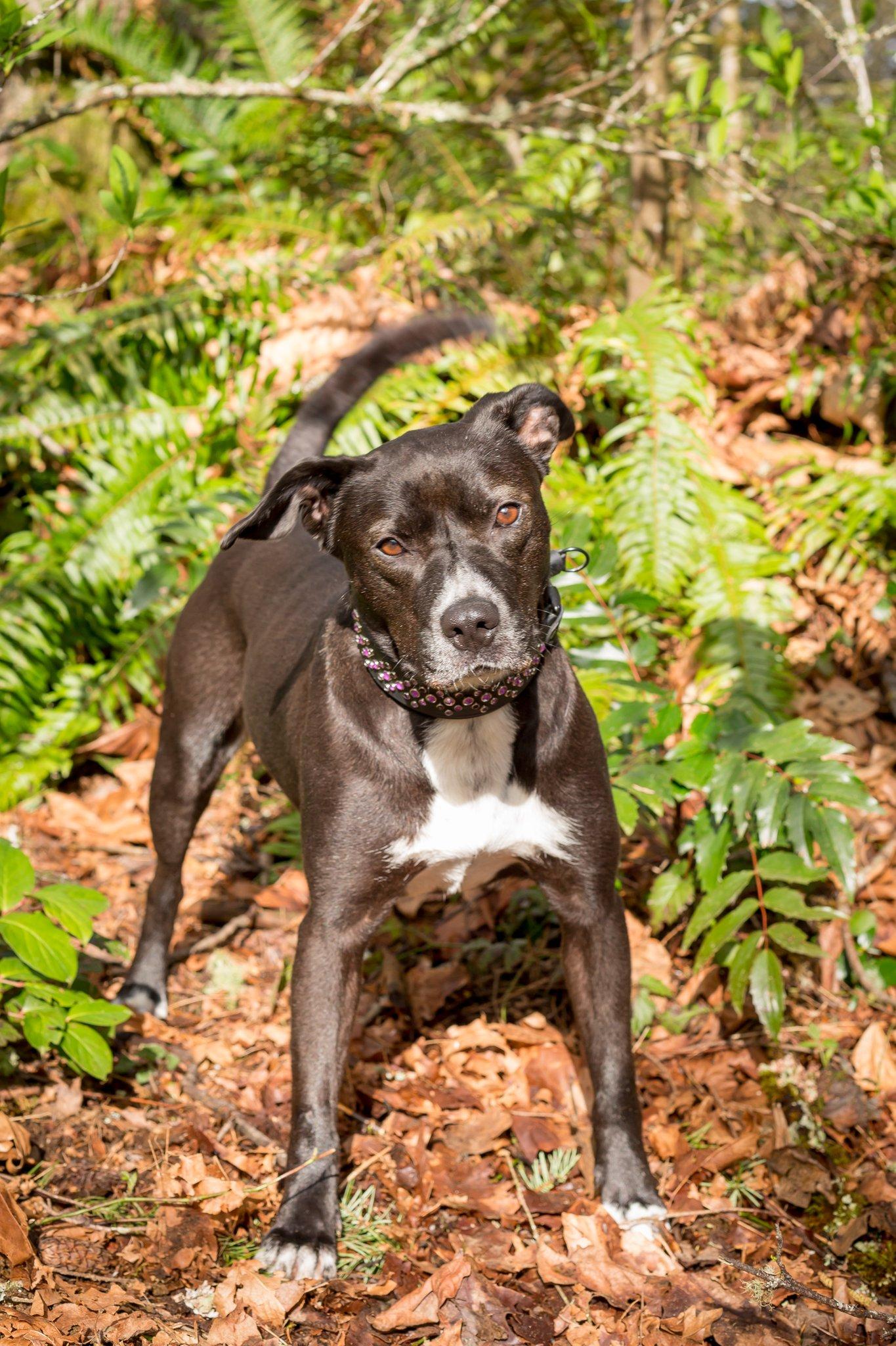 Enlarge Candi, a Adoptable mixed breed in Vancouver, WA image 5/6