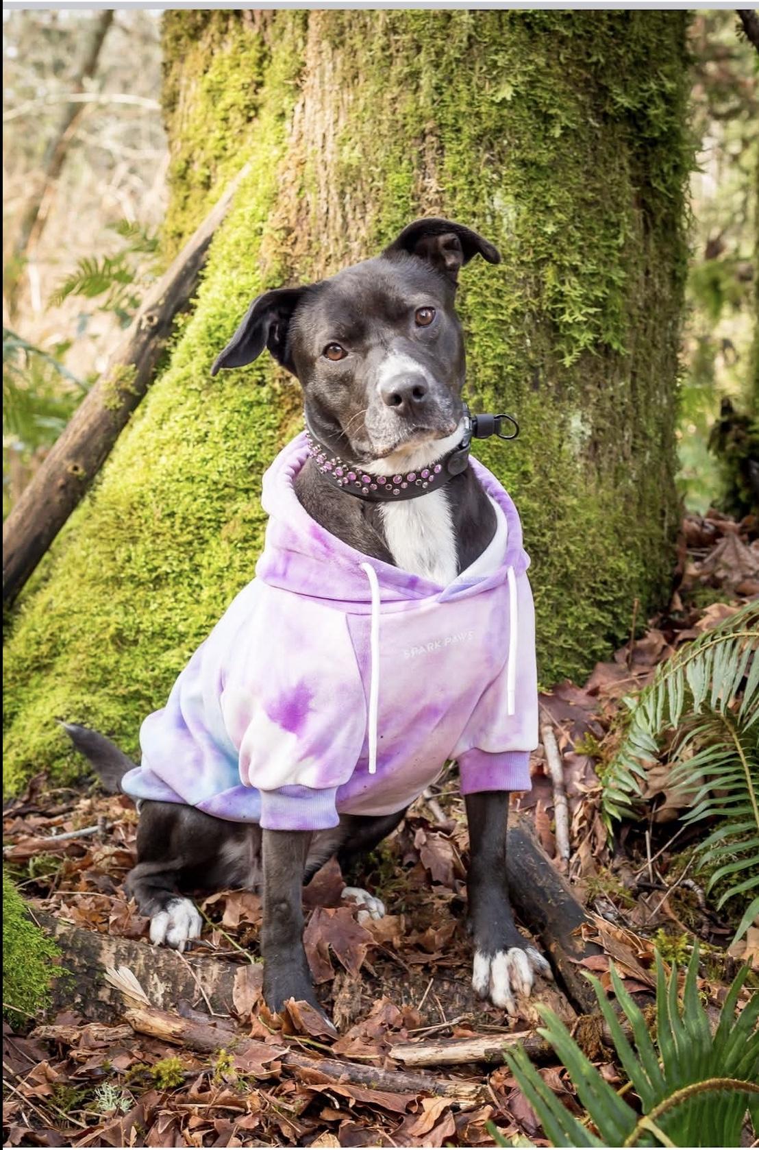Enlarge Candi, a Adoptable mixed breed in Vancouver, WA image 6/6
