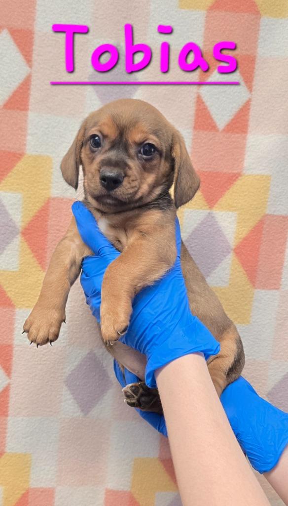 Tobias, Adoptable, Puppy Male Beagle & Dachshund.