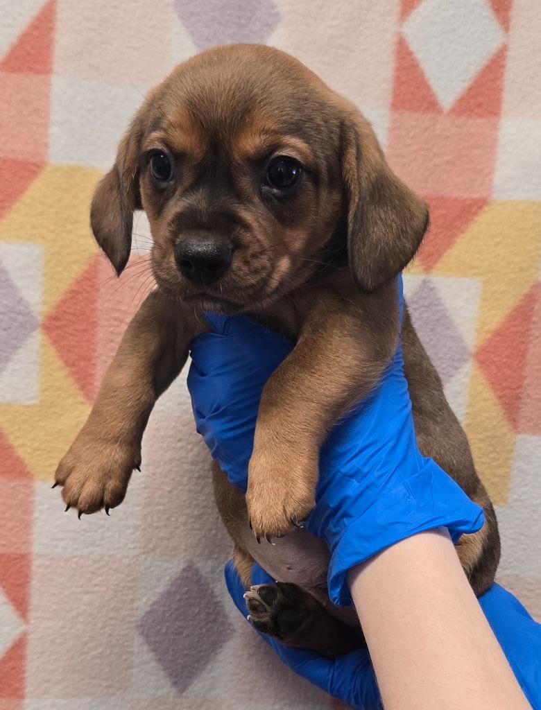 Enlarge Tobias, a Adoptable mixed breed in Murphysboro, IL image 2/2