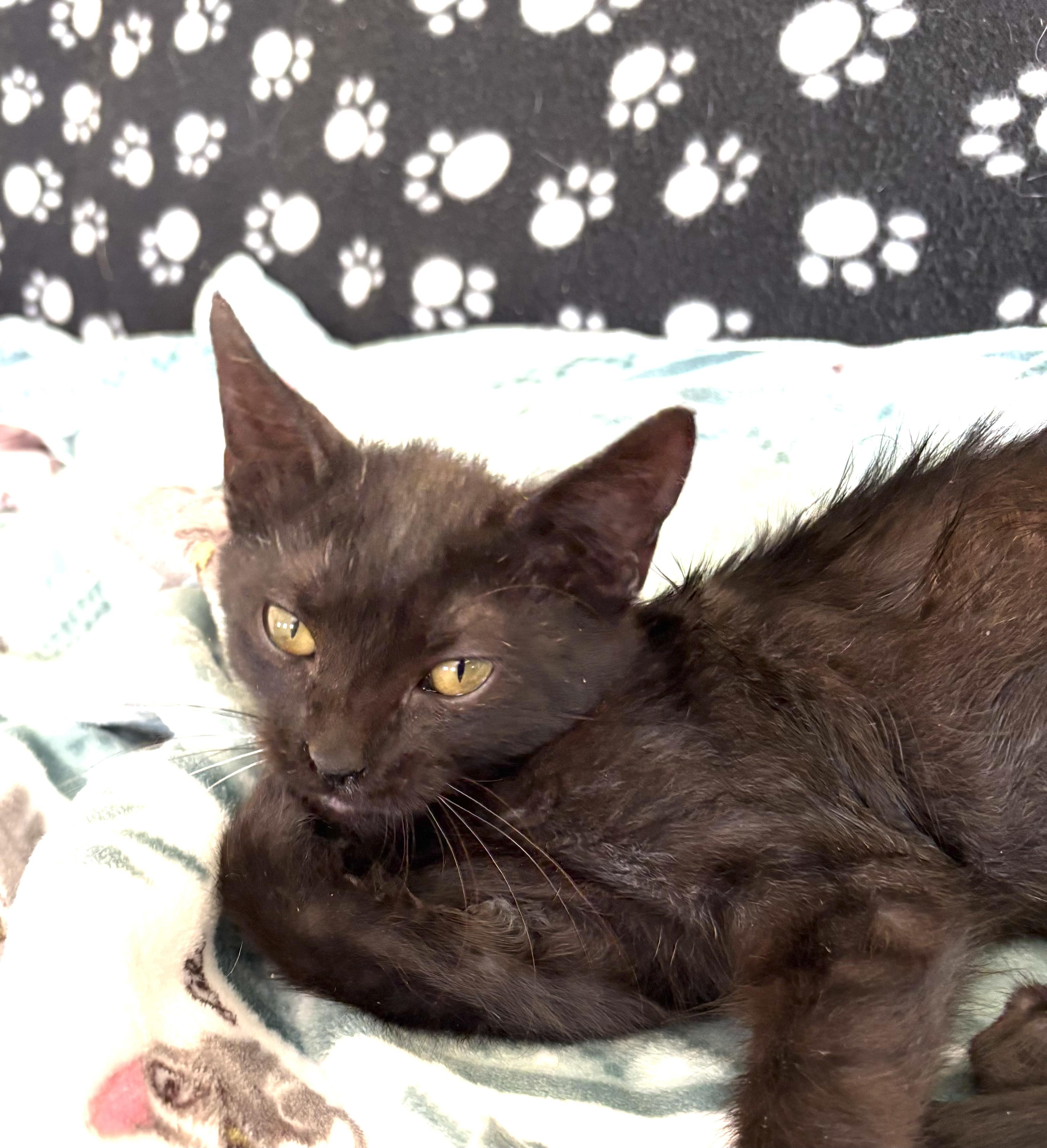 Enlarge Violet, a ADOPTABLE Domestic Short Hair in Sierra Vista, AZ image 4/4