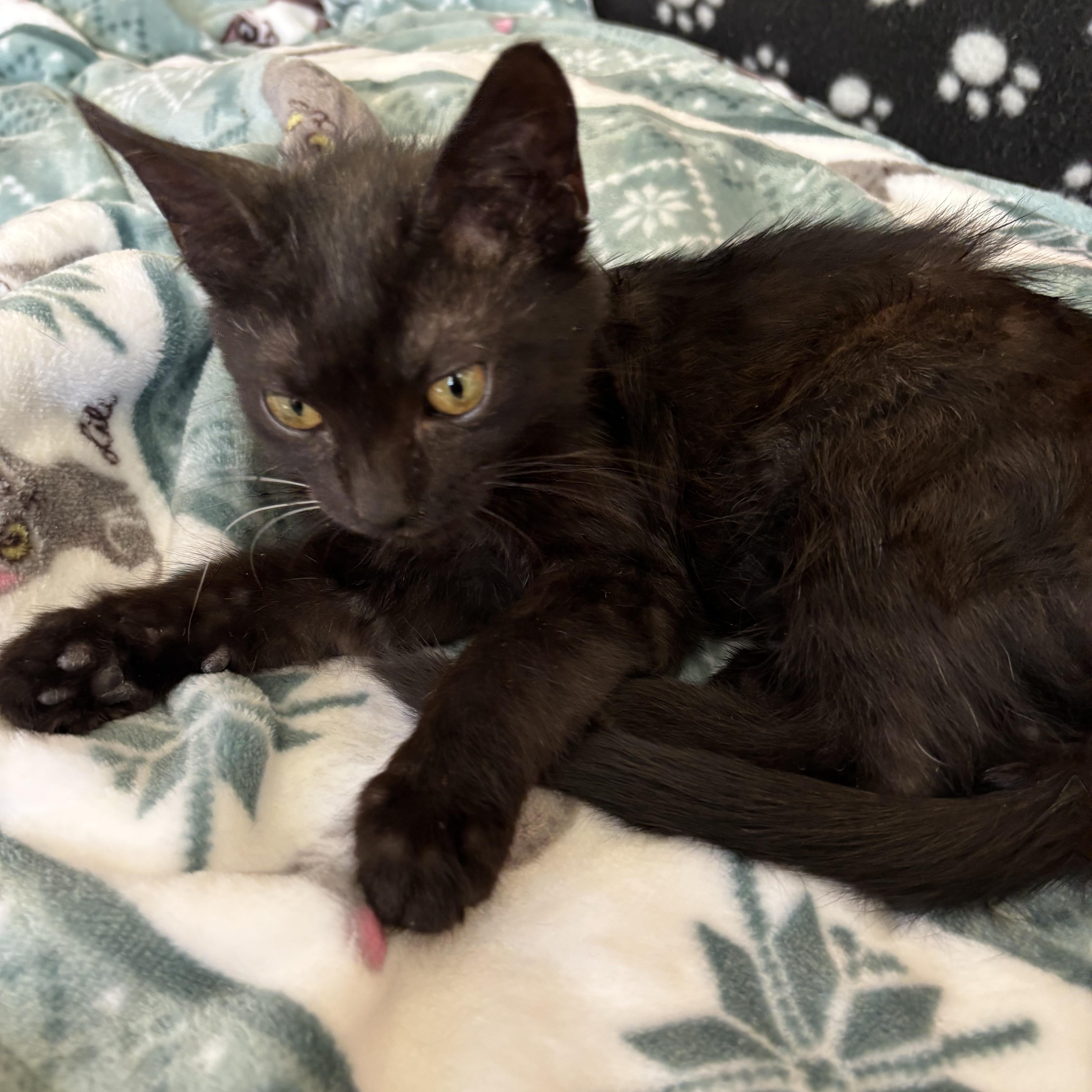 Violet, ADOPTABLE, Kitten Female Domestic Short Hair.