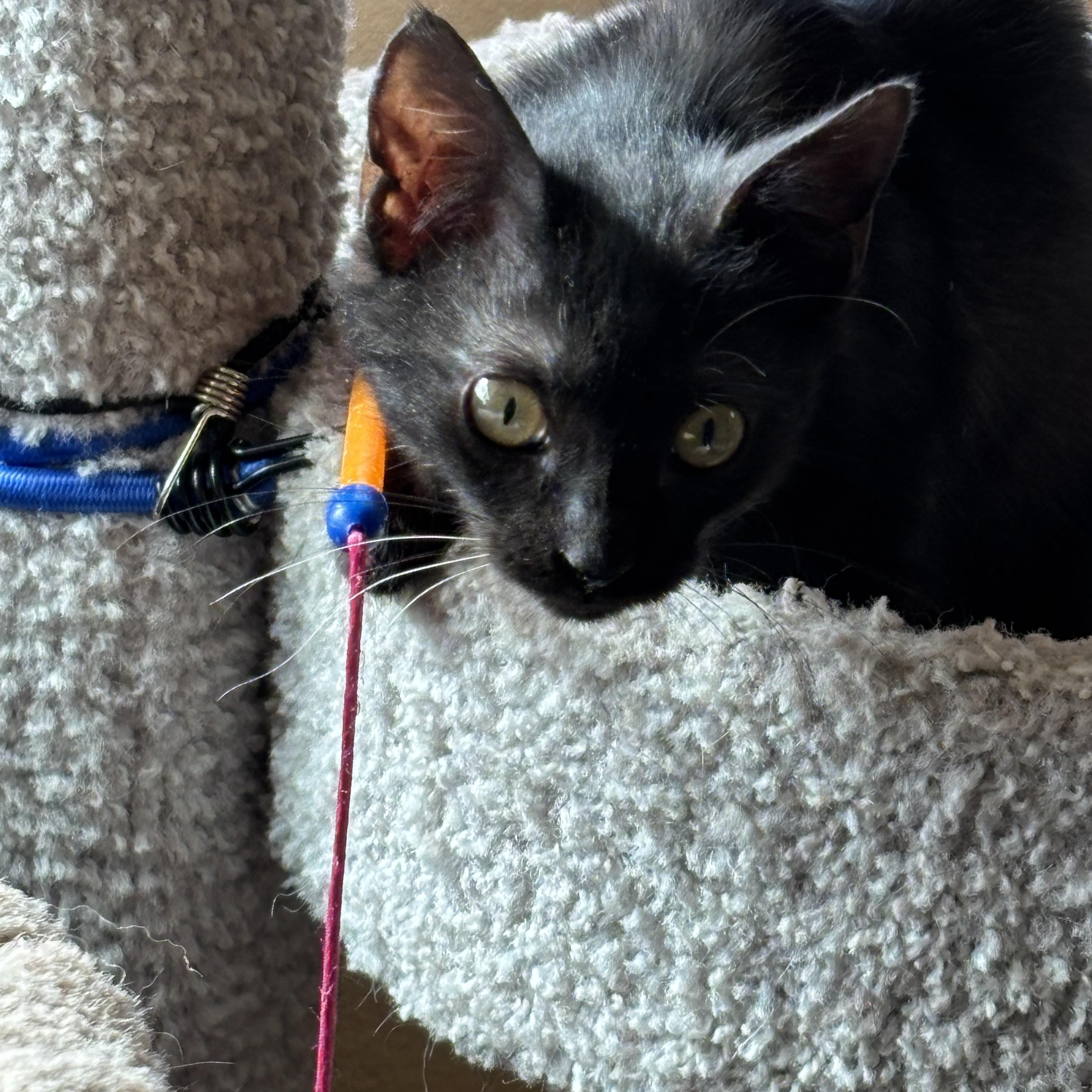 Enlarge Violet, a ADOPTABLE Domestic Short Hair in Sierra Vista, AZ image 2/4