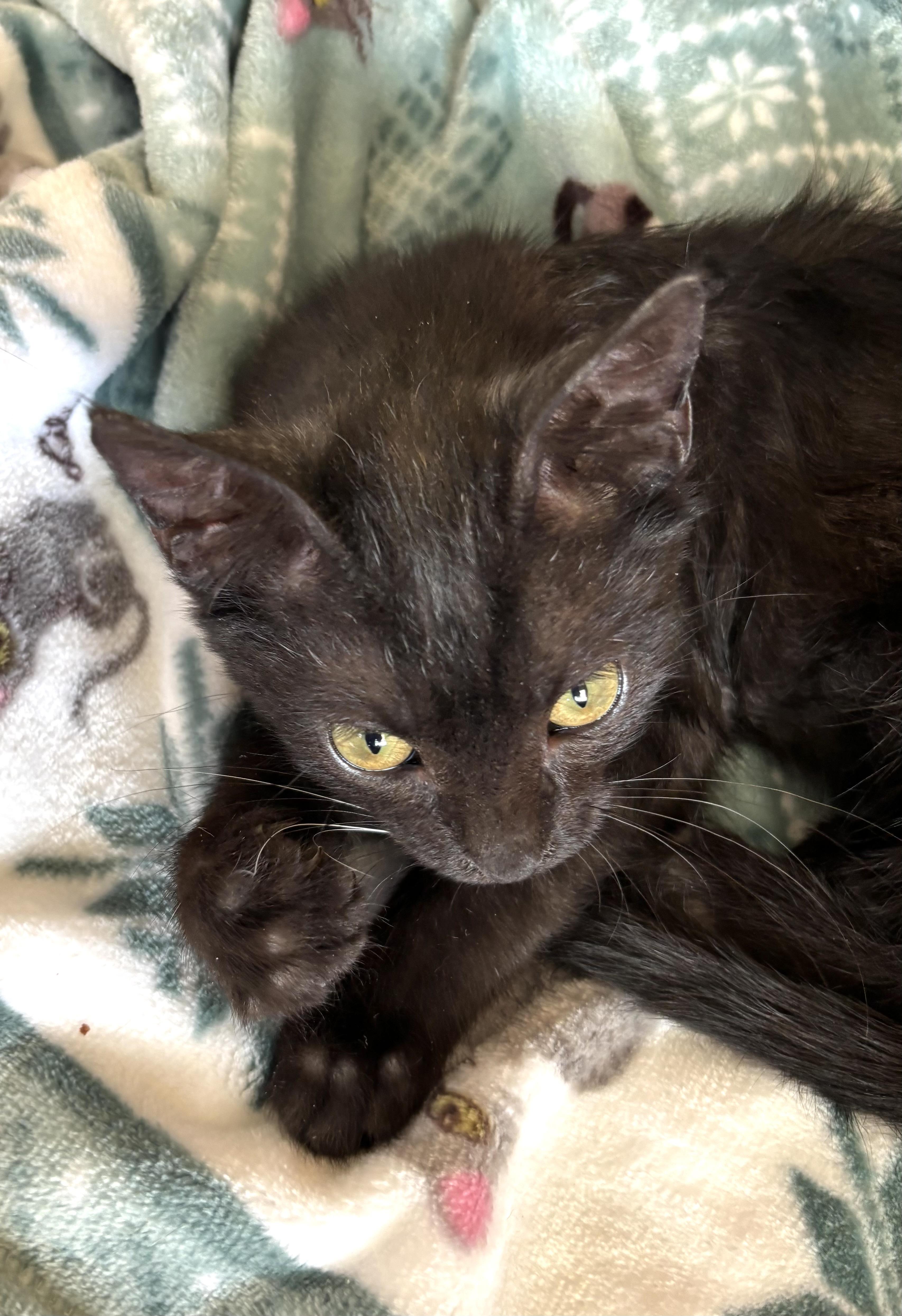 Enlarge Violet, a ADOPTABLE Domestic Short Hair in Sierra Vista, AZ image 3/4