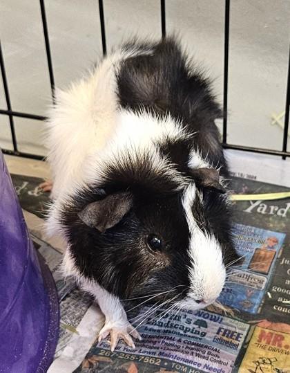 Enlarge Minho, a Adoptable mixed breed in New Hope, PA image 1/1