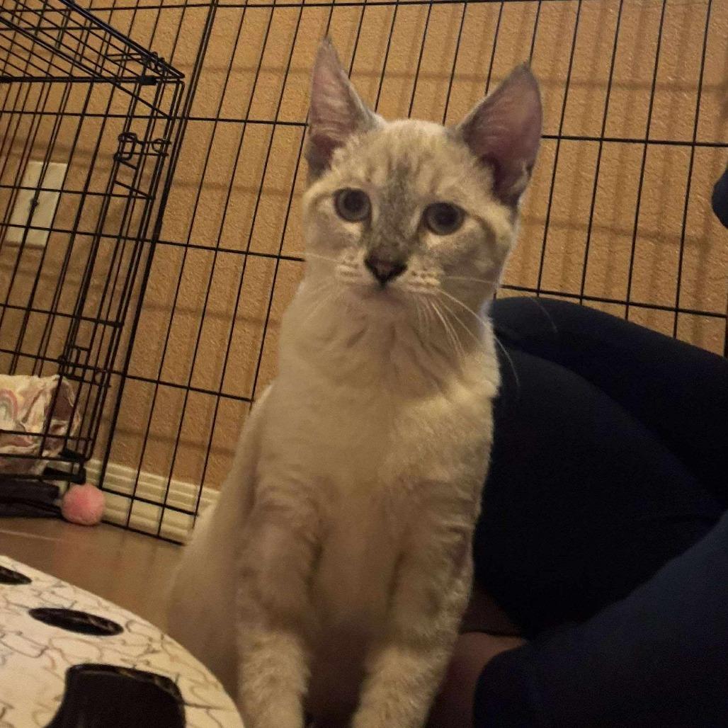 Enlarge Lily, a Adoptable Domestic Short Hair in Casa Grande, AZ image 1/1