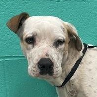 Cortez — thumbnail 2