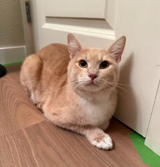 Enlarge Piggy, a ADOPTABLE Domestic Short Hair in Everett, WA image 2/2