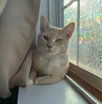 Enlarge Piggy, a ADOPTABLE Domestic Short Hair in Everett, WA image 1/2