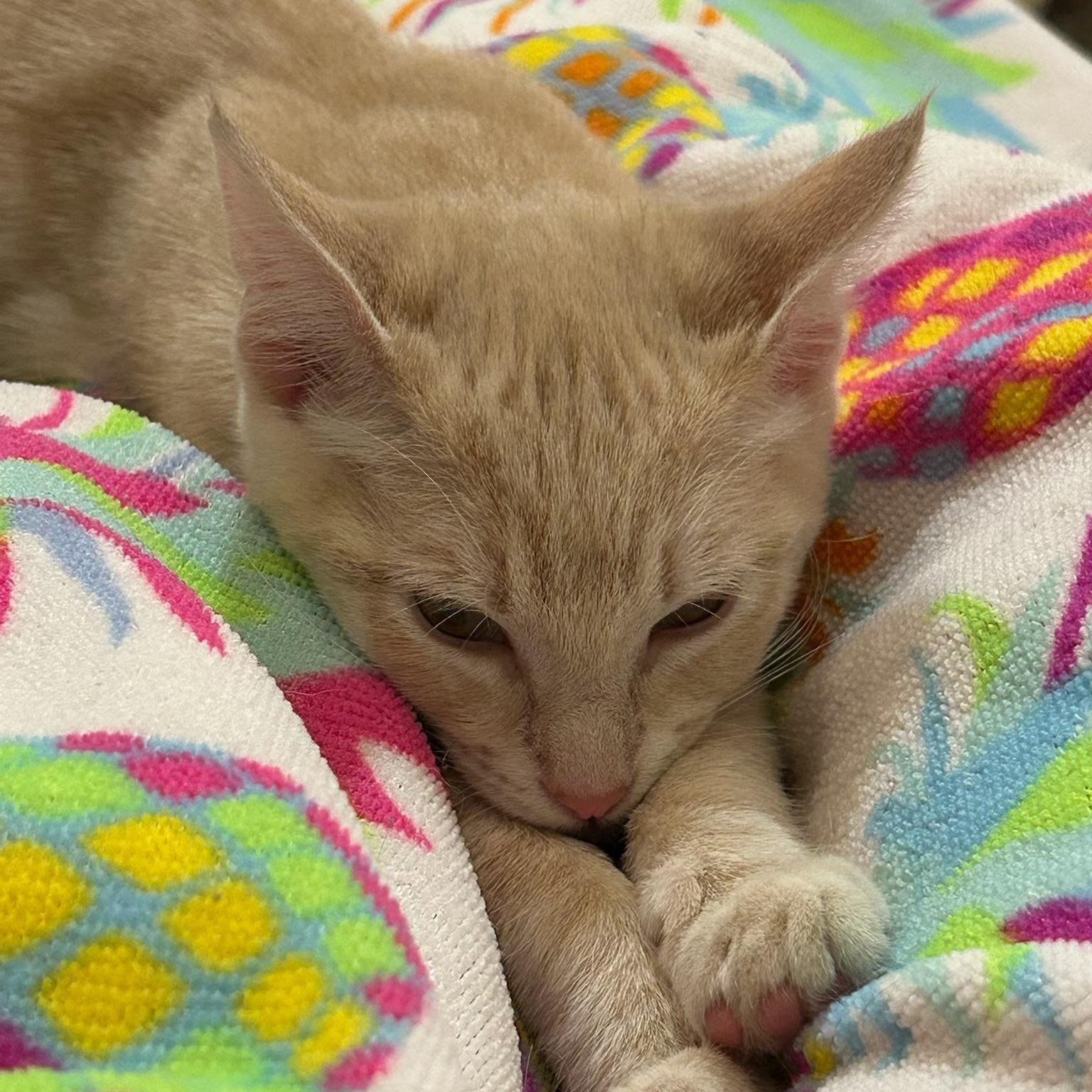 Enlarge Tajín(TS), a ADOPTABLE Domestic Short Hair in Schertz, TX image 1/1