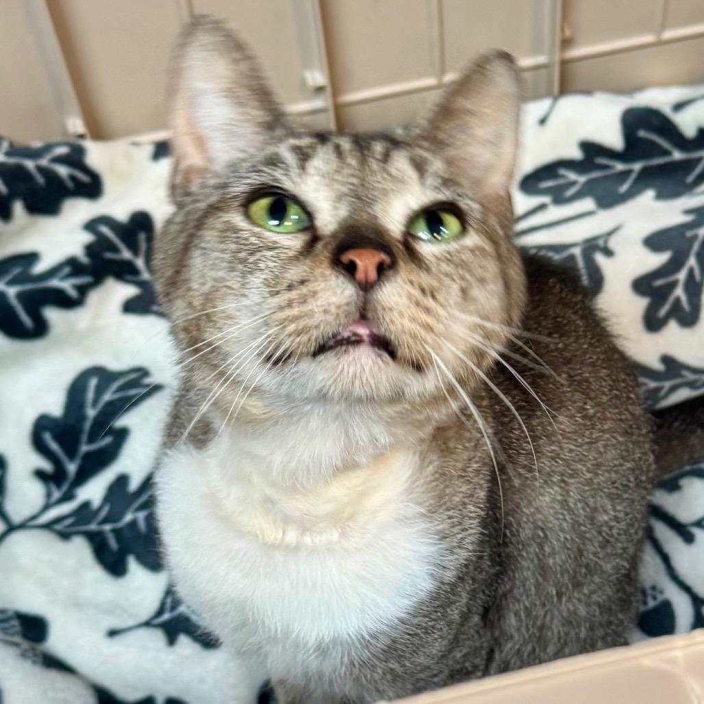 Enlarge Turbo, a Adoptable Domestic Short Hair in Lakeland, FL image 1/4