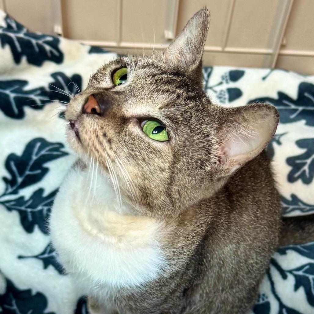 Enlarge Turbo, a Adoptable Domestic Short Hair in Lakeland, FL image 2/4