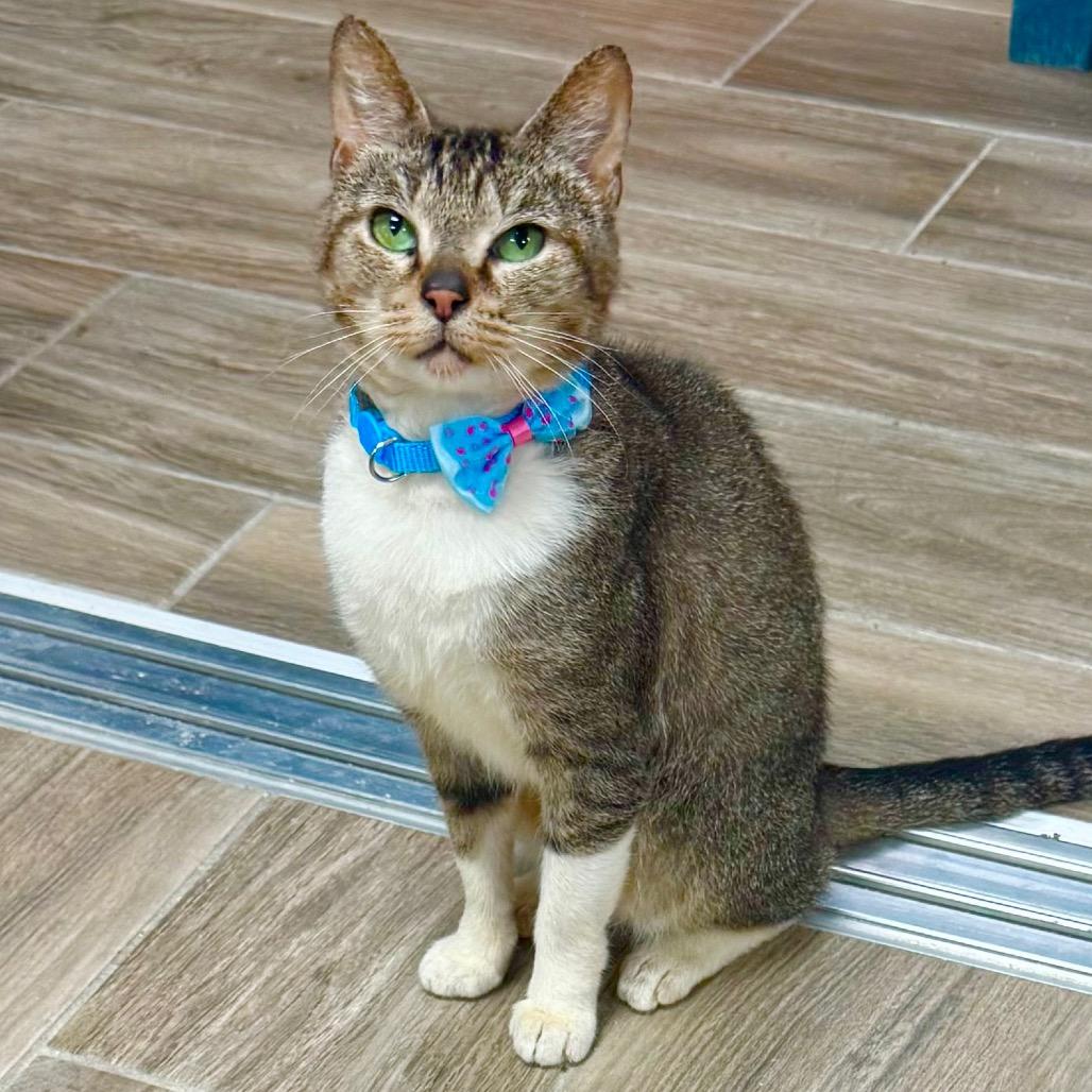 Enlarge Turbo, a Adoptable Domestic Short Hair in Lakeland, FL image 3/4