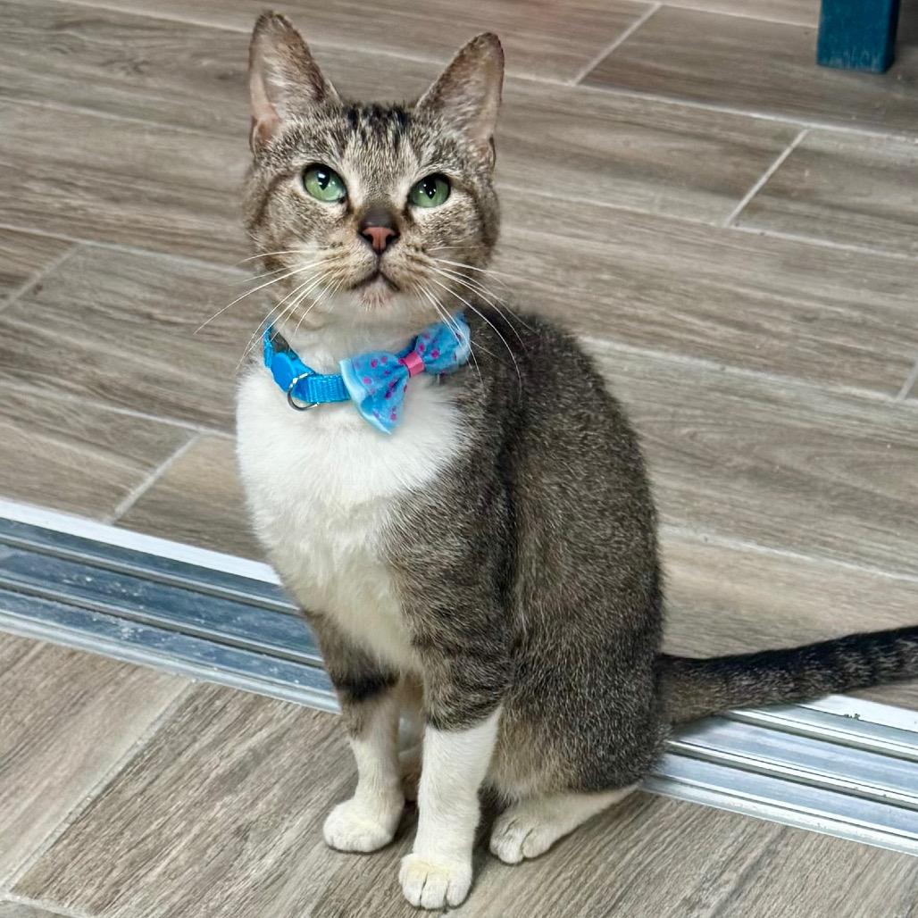 Enlarge Turbo, a Adoptable Domestic Short Hair in Lakeland, FL image 4/4