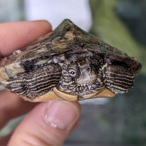 Merlin, ADOPTABLE, Adult Male Turtle.