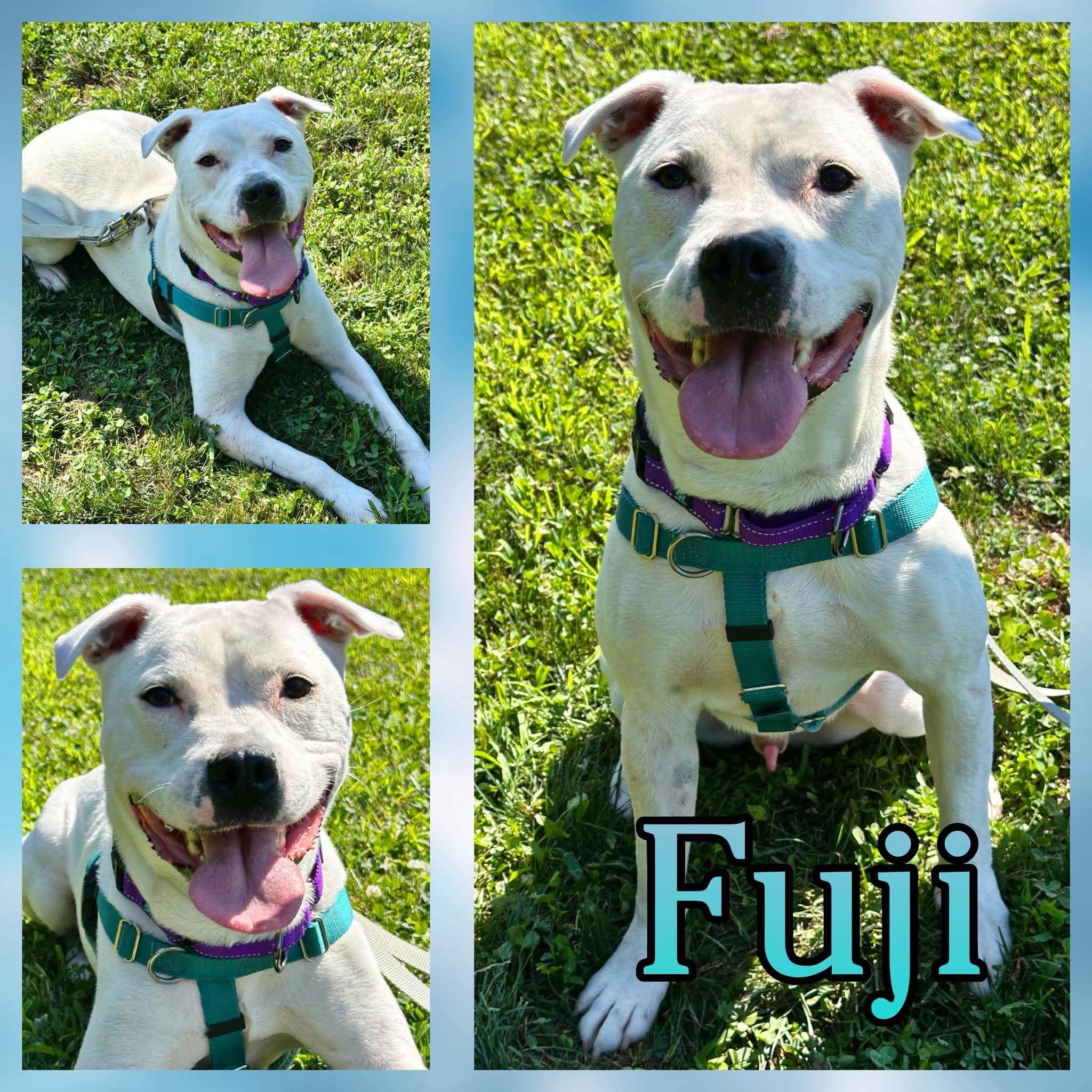 Enlarge Fuji, a Adoptable mixed breed in Hatfield, PA image 1/1