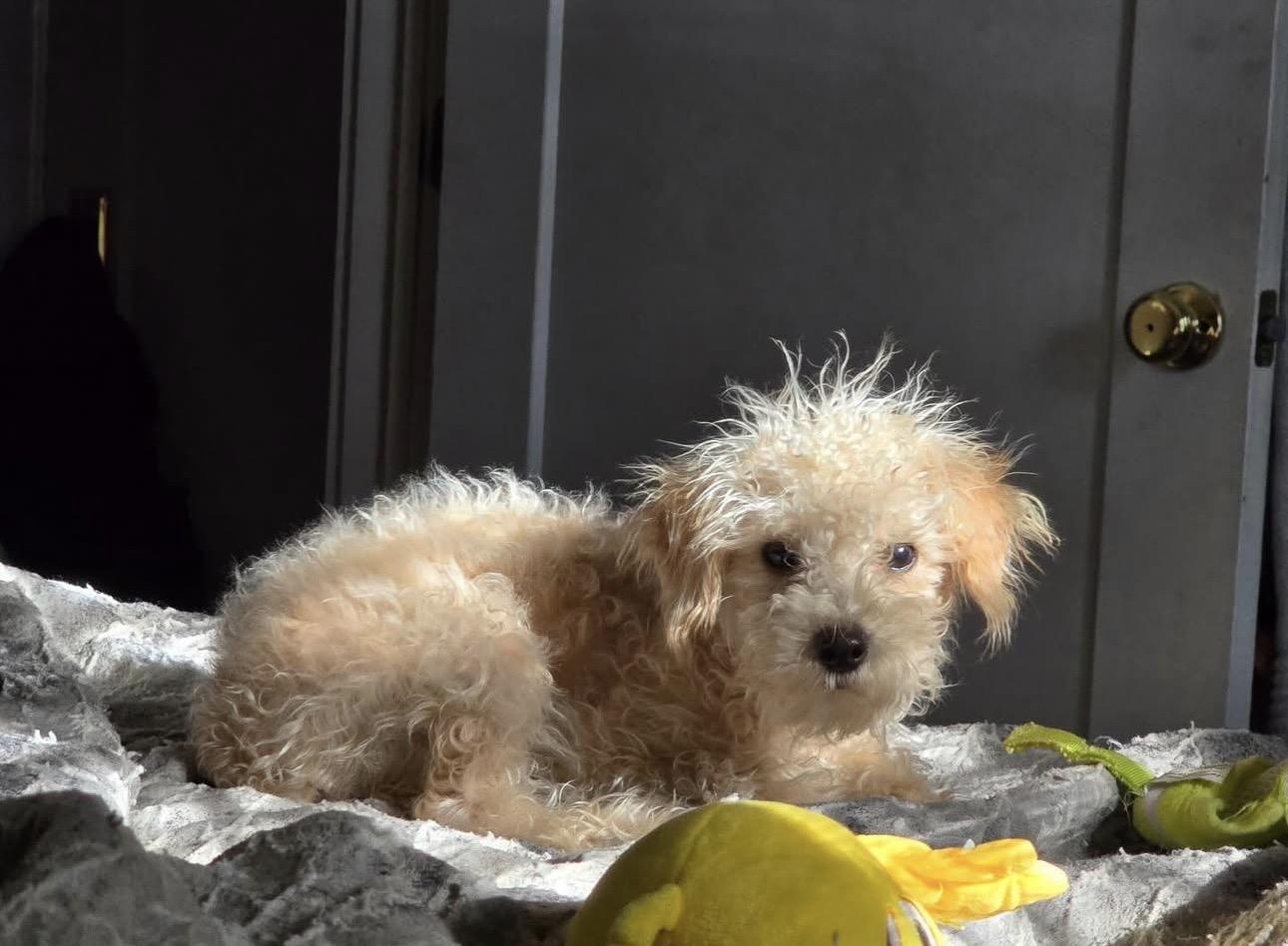 Fred, ADOPTABLE, Puppy Male Schnoodle.