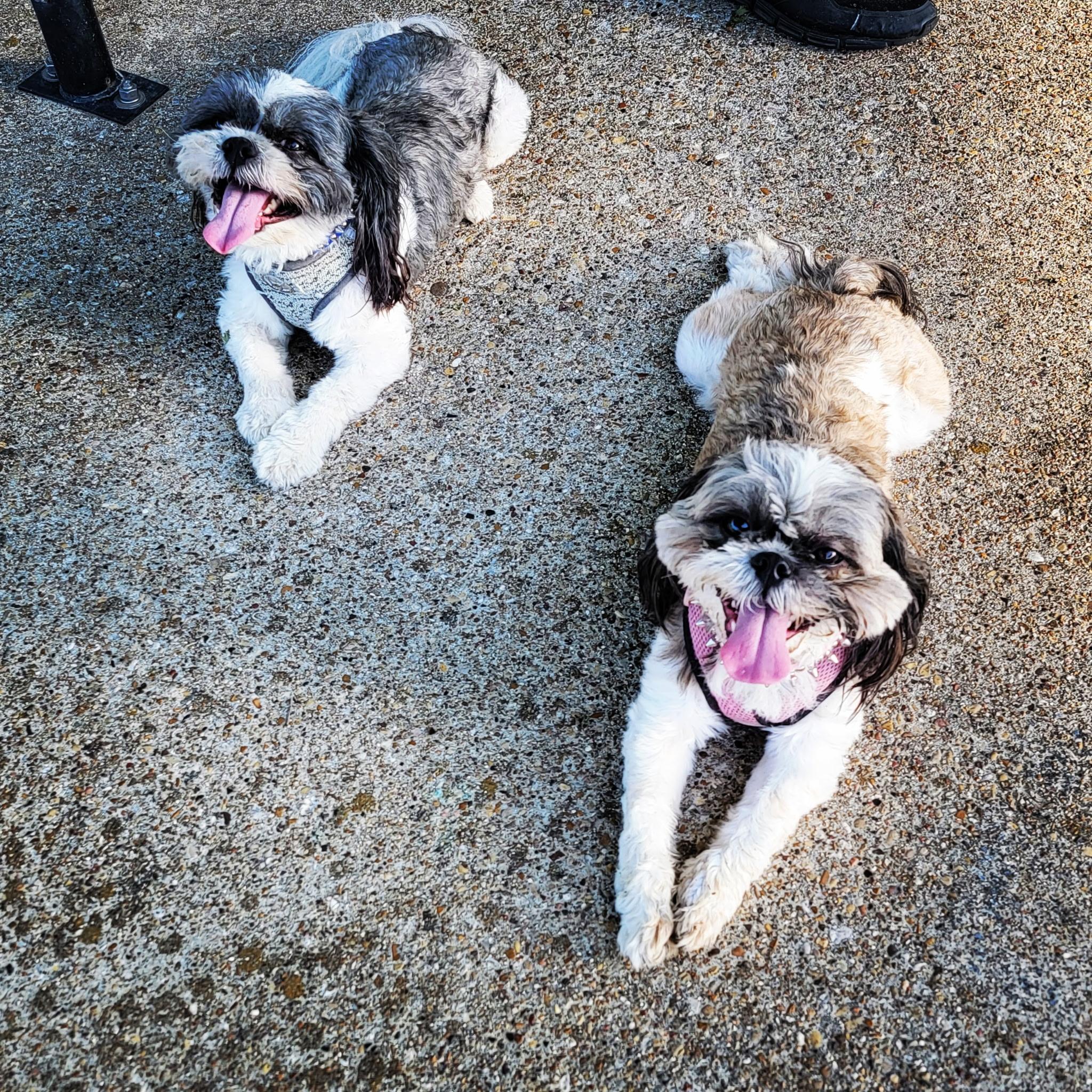 Enlarge Lady & Luther, a Adoptable Shih Tzu in Dale, TX image 3/4