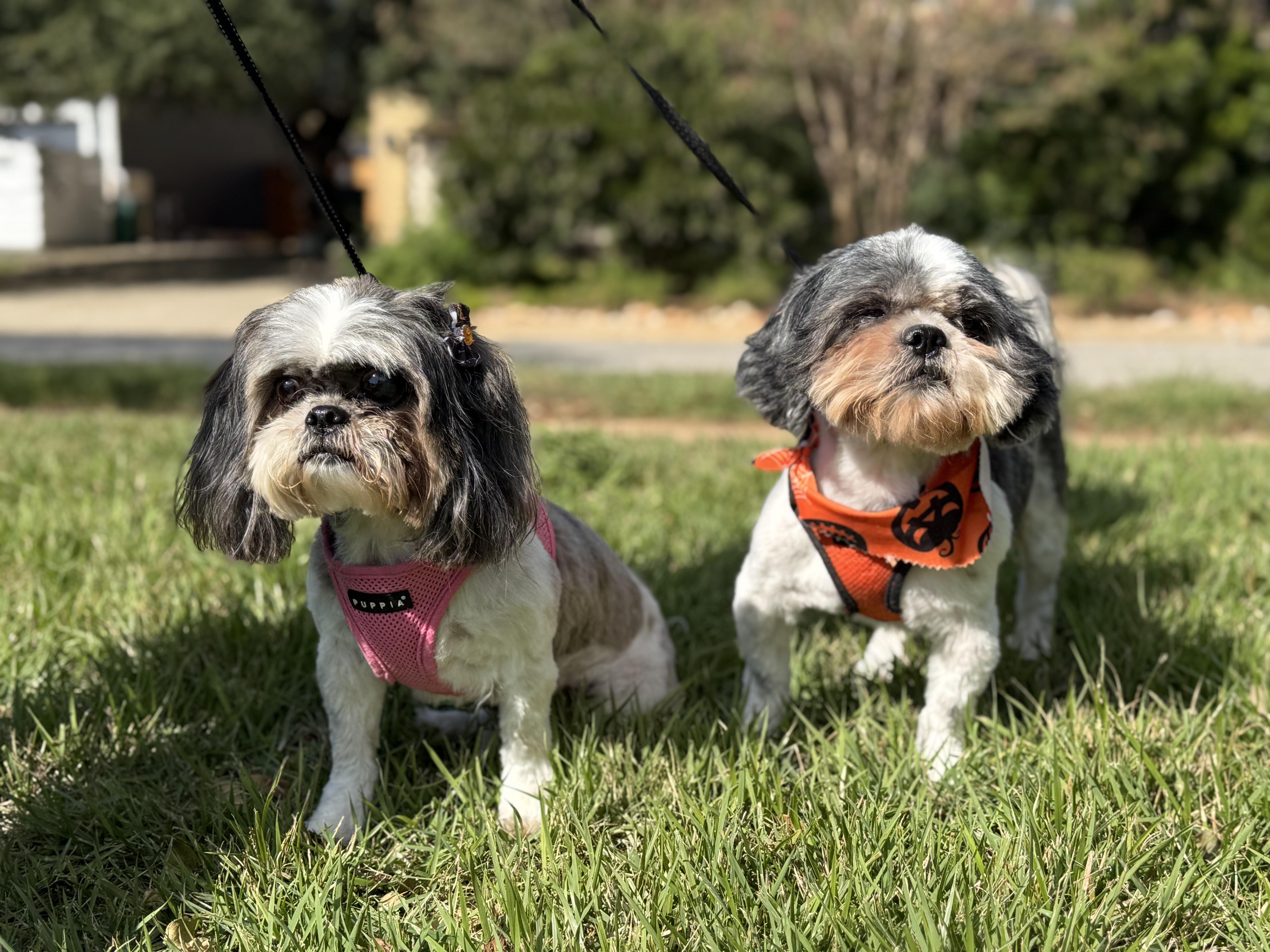 Lady & Luther, Adoptable, Adult Male Shih Tzu.