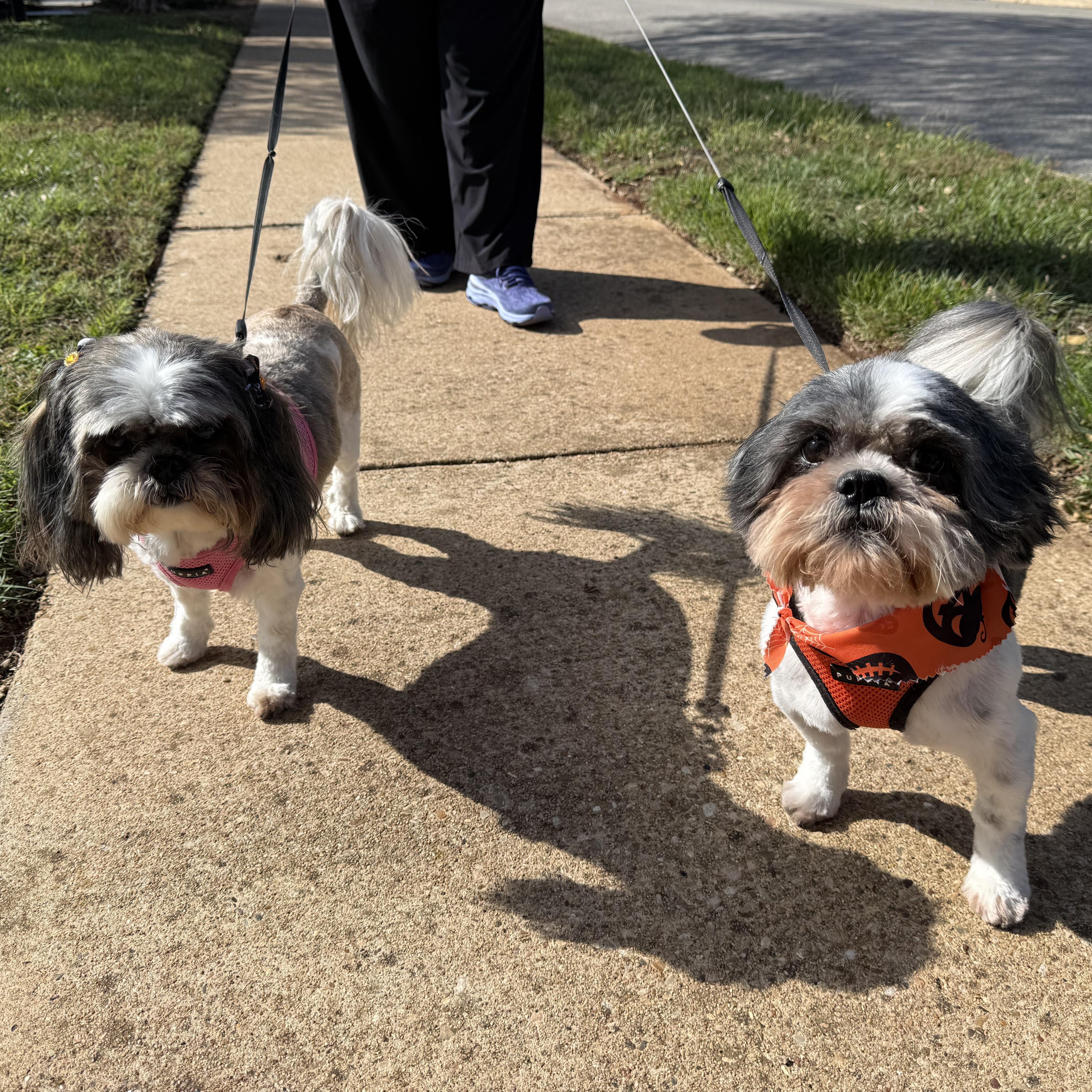 Enlarge Lady & Luther, a Adoptable Shih Tzu in Dale, TX image 4/4