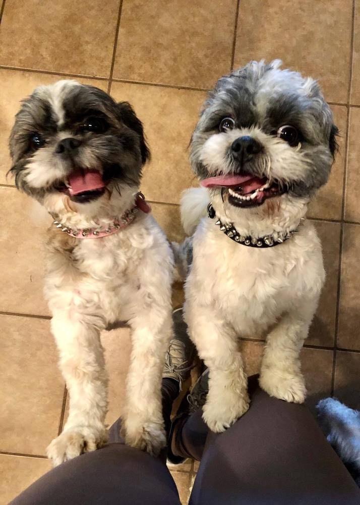 Enlarge Lady & Luther, a Adoptable Shih Tzu in Dale, TX image 2/4