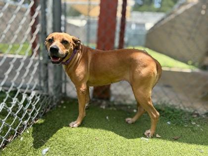 Enlarge Vivian, a Adoptable mixed breed in Gainesville, FL image 1/1