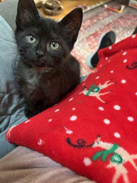 Enlarge Gretel, a Adoptable Domestic Short Hair in Orlando, FL image 2/2