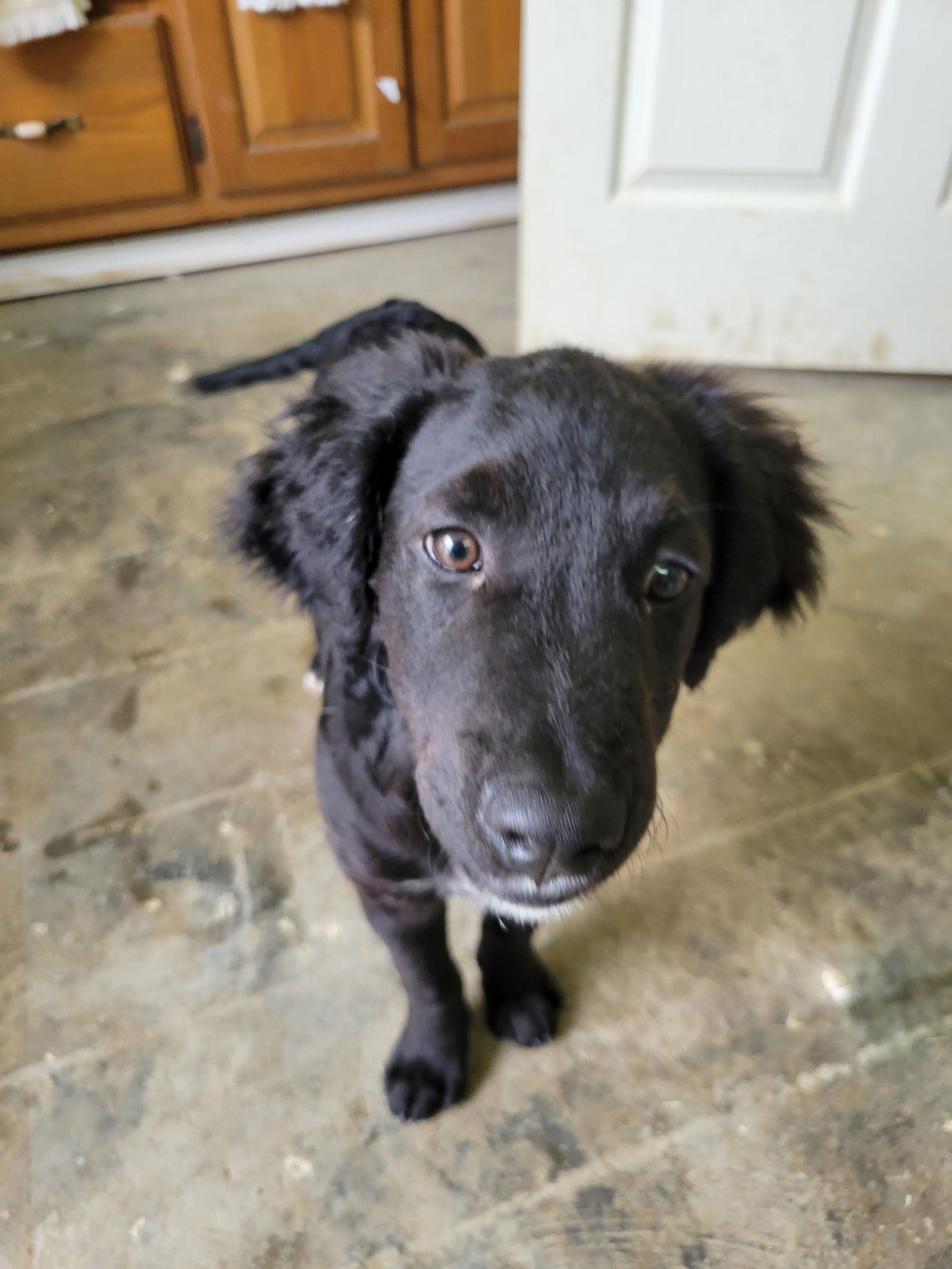 Gizmo, a Adoptable Labrador Retriever in Hartselle, AL image 1/2