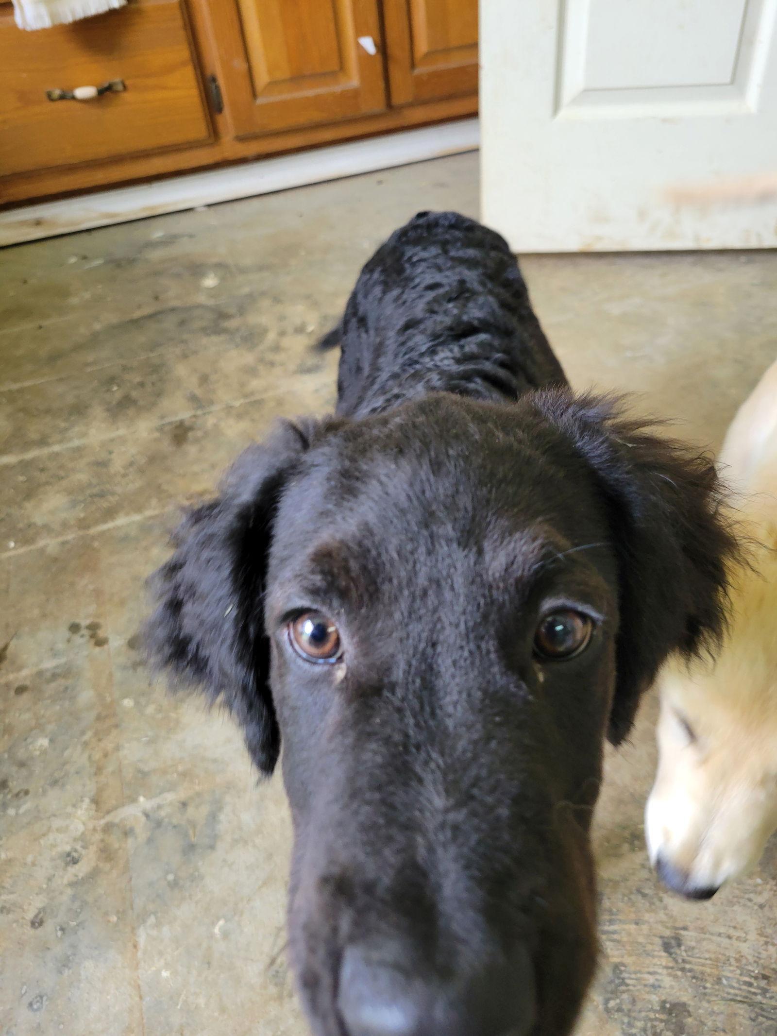 Gizmo, a Adoptable Labrador Retriever in Hartselle, AL image 2/2