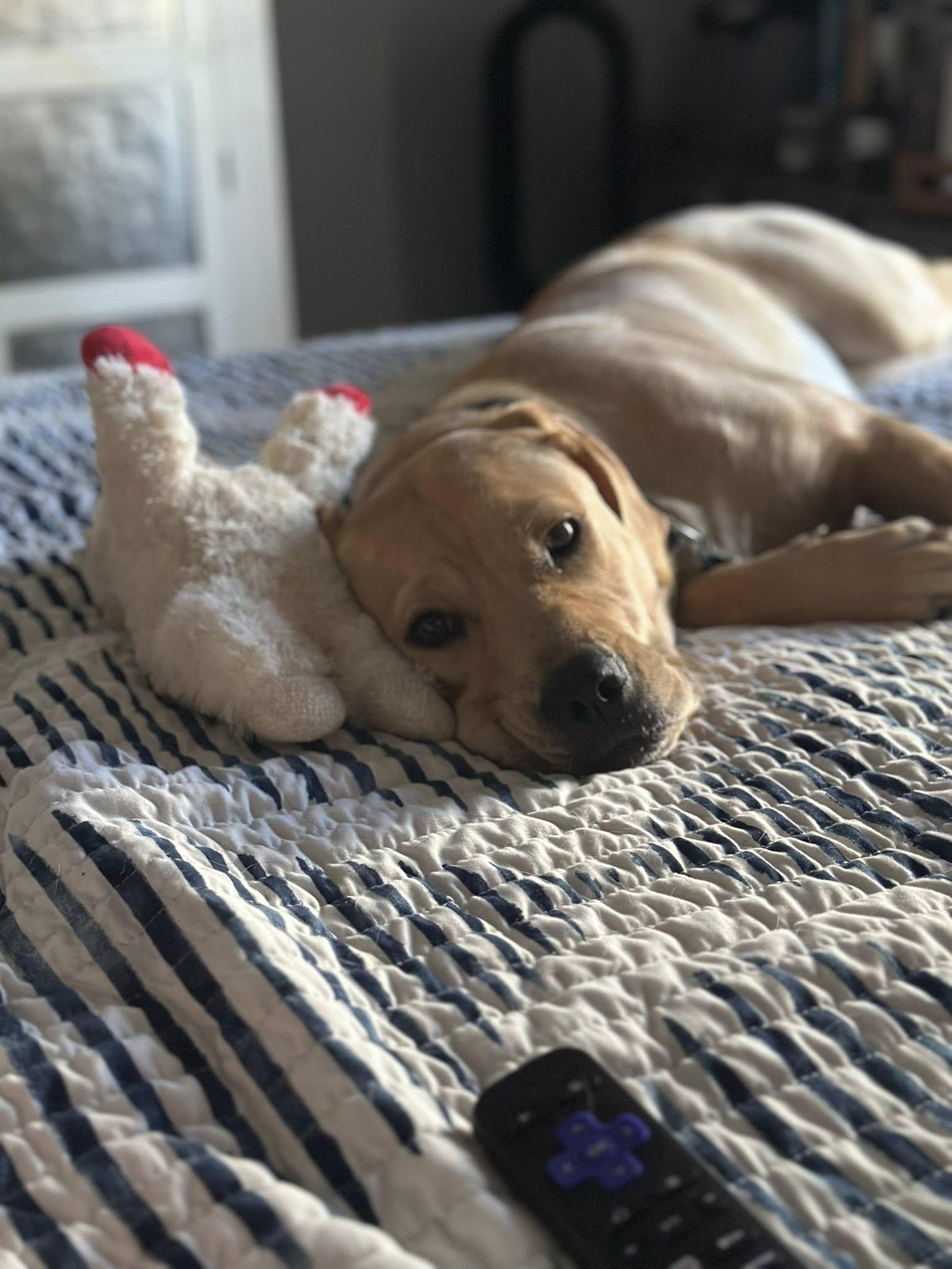 Mojito, adoptable, Young Female Shepherd.