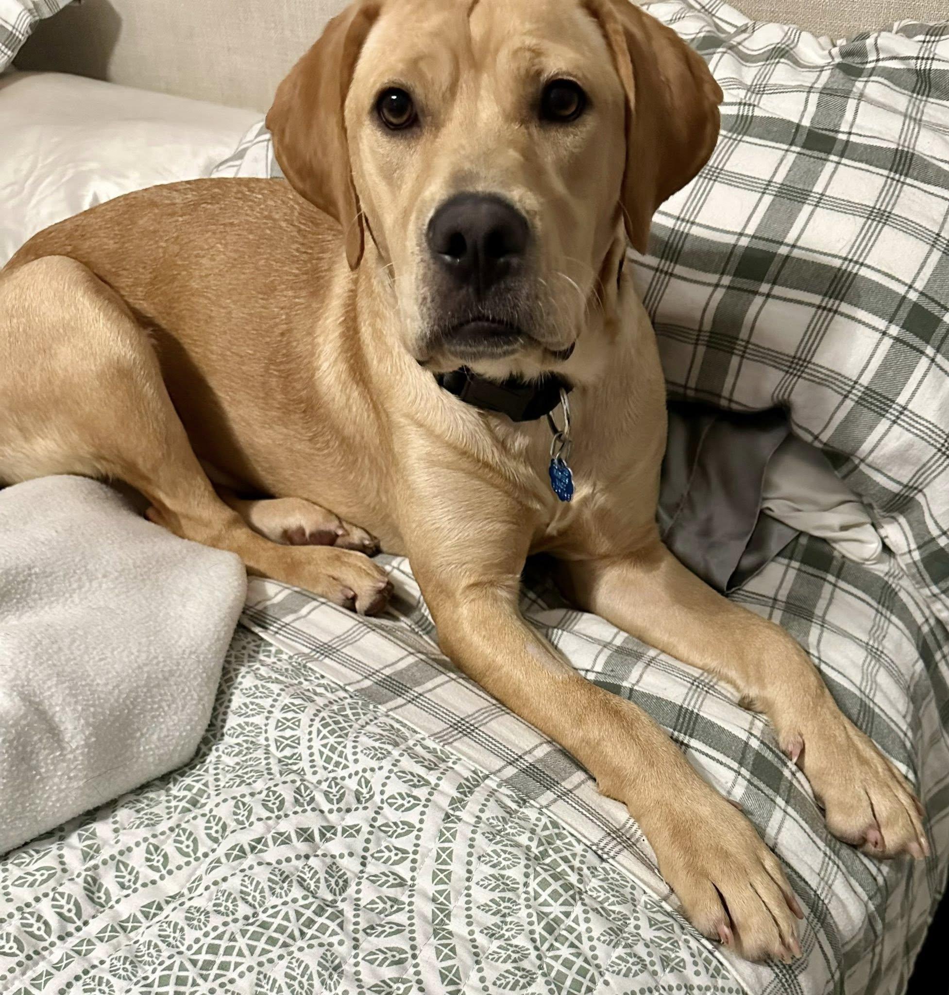 Enlarge Mojito, an adoptable mixed breed in Grand Island, NE image 2/6