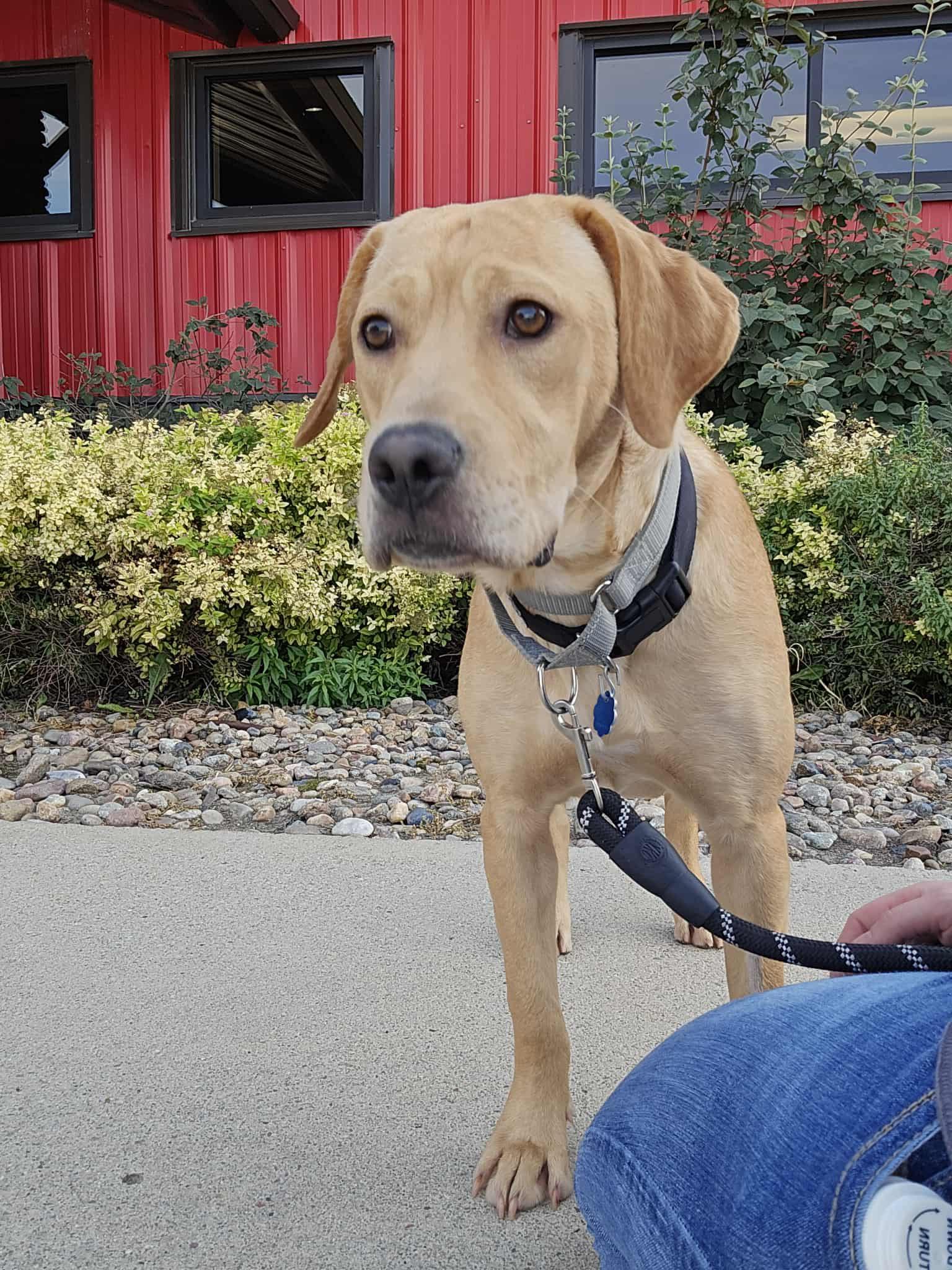 Enlarge Mojito, an adoptable mixed breed in Grand Island, NE image 3/6