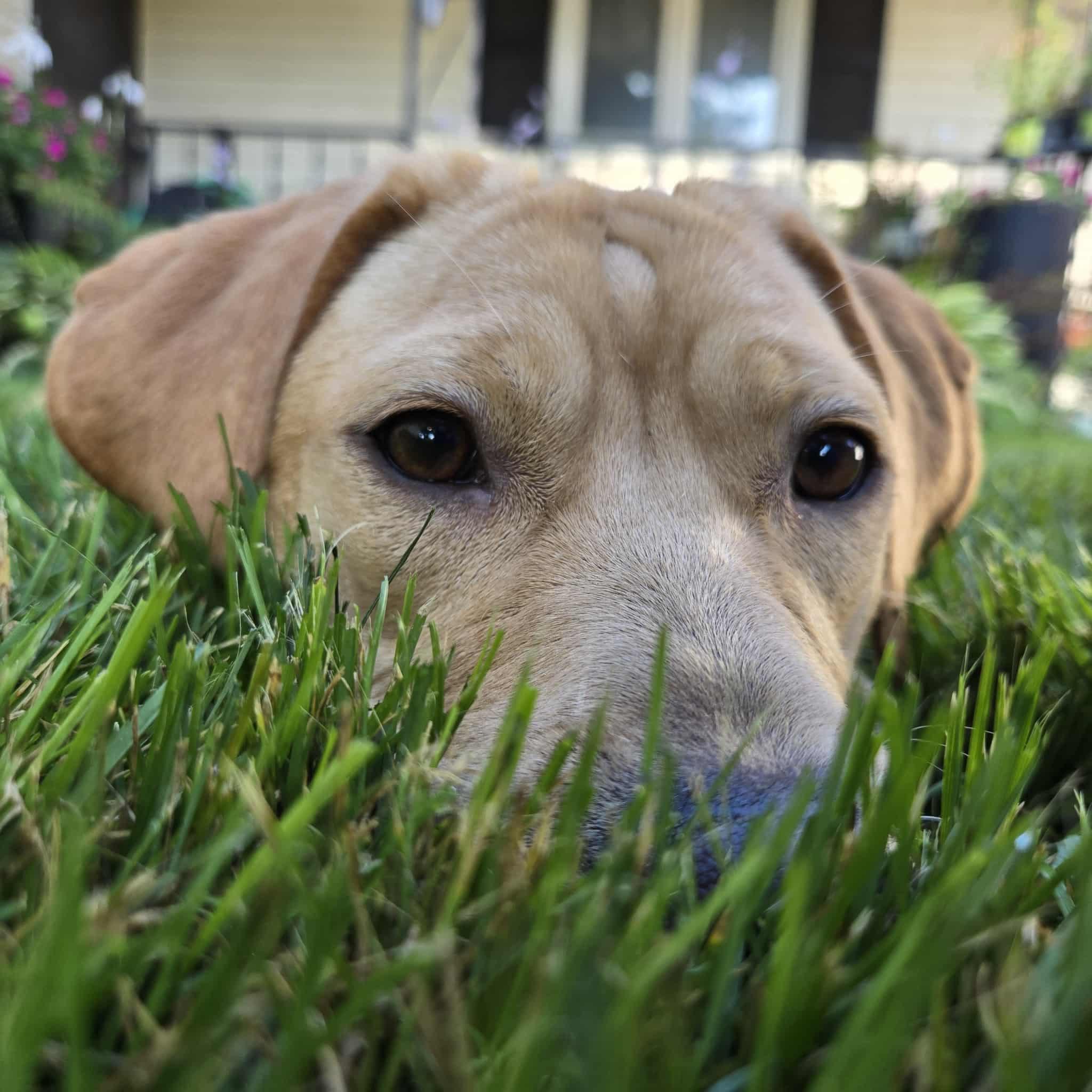 Enlarge Mojito, an adoptable mixed breed in Grand Island, NE image 4/6