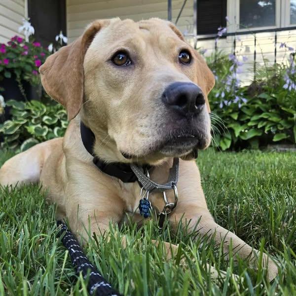 Enlarge Mojito, an adoptable mixed breed in Grand Island, NE image 5/6