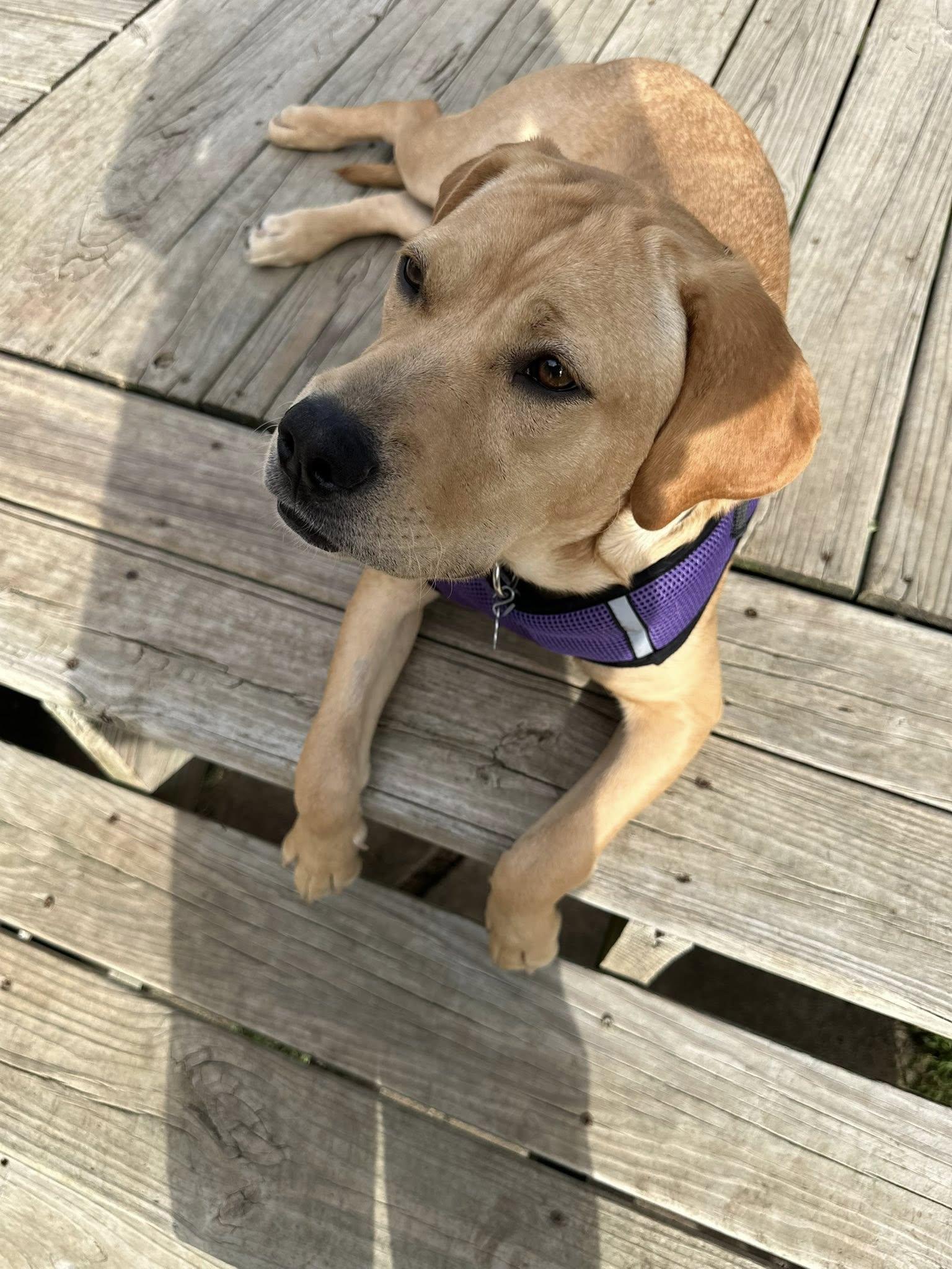 Enlarge Mojito, an adoptable mixed breed in Grand Island, NE image 6/6