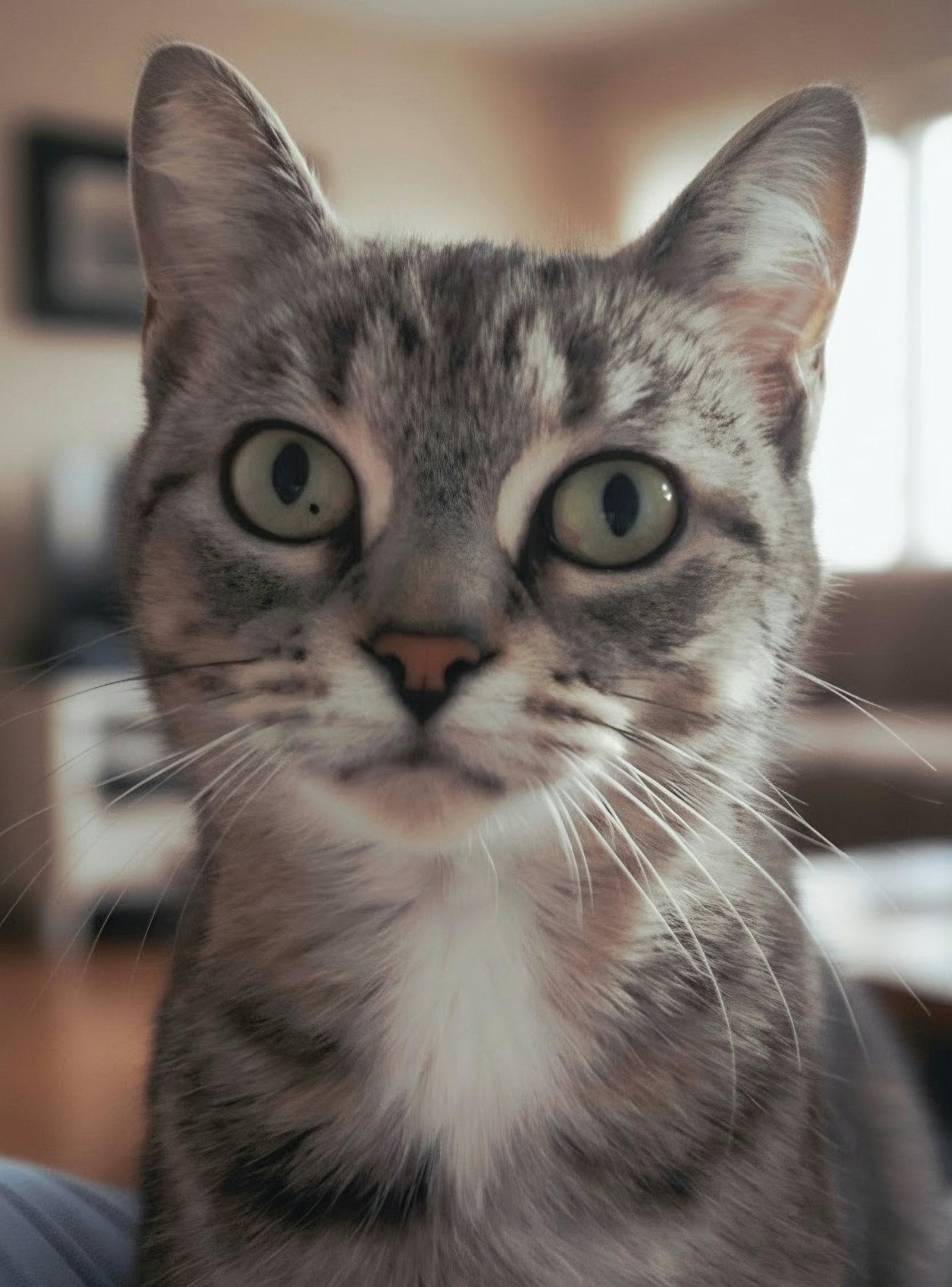 Elsa, Adoptable, Adult Female Domestic Short Hair.