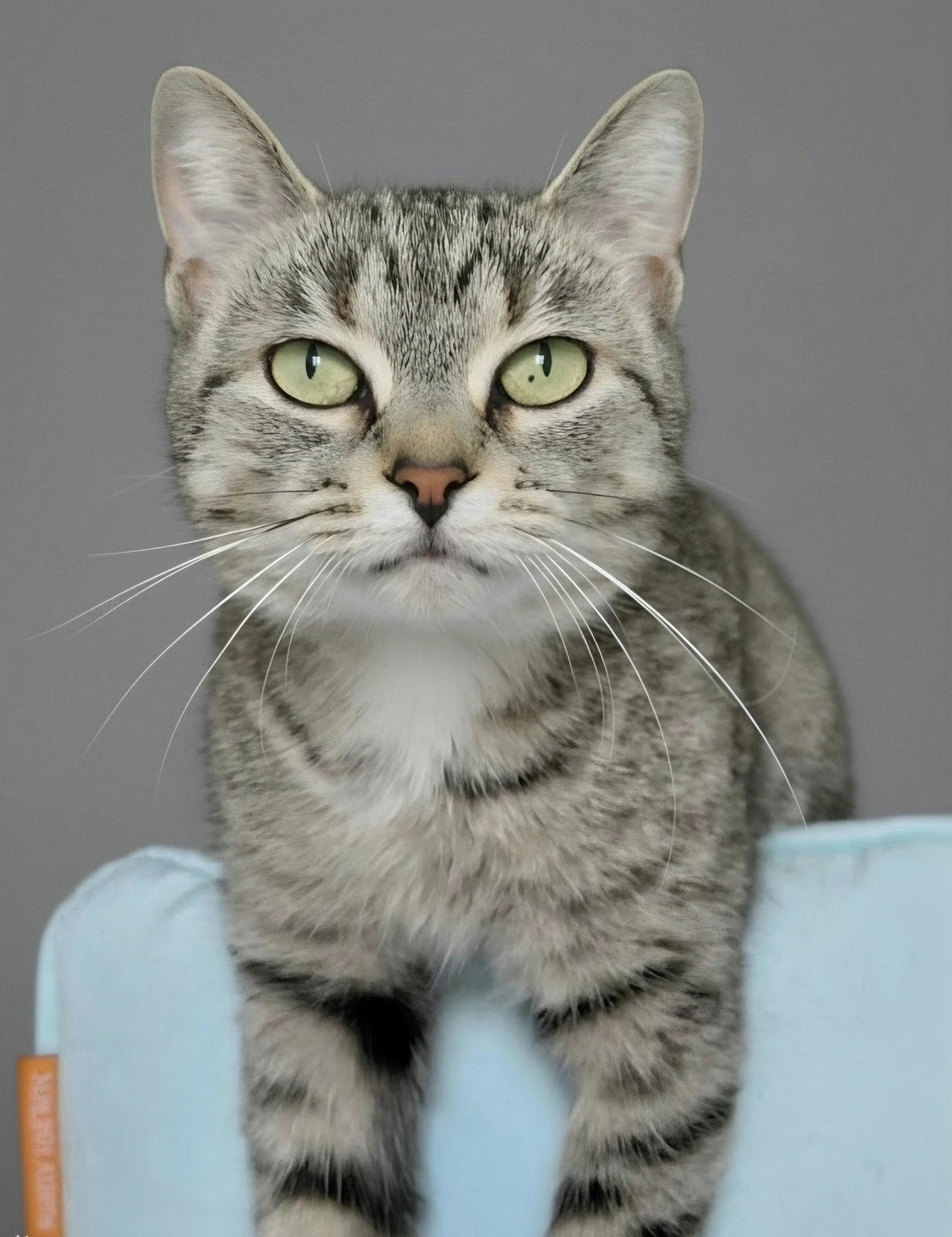 Enlarge Elsa, a Adoptable Domestic Short Hair in Montello, WI image 2/3