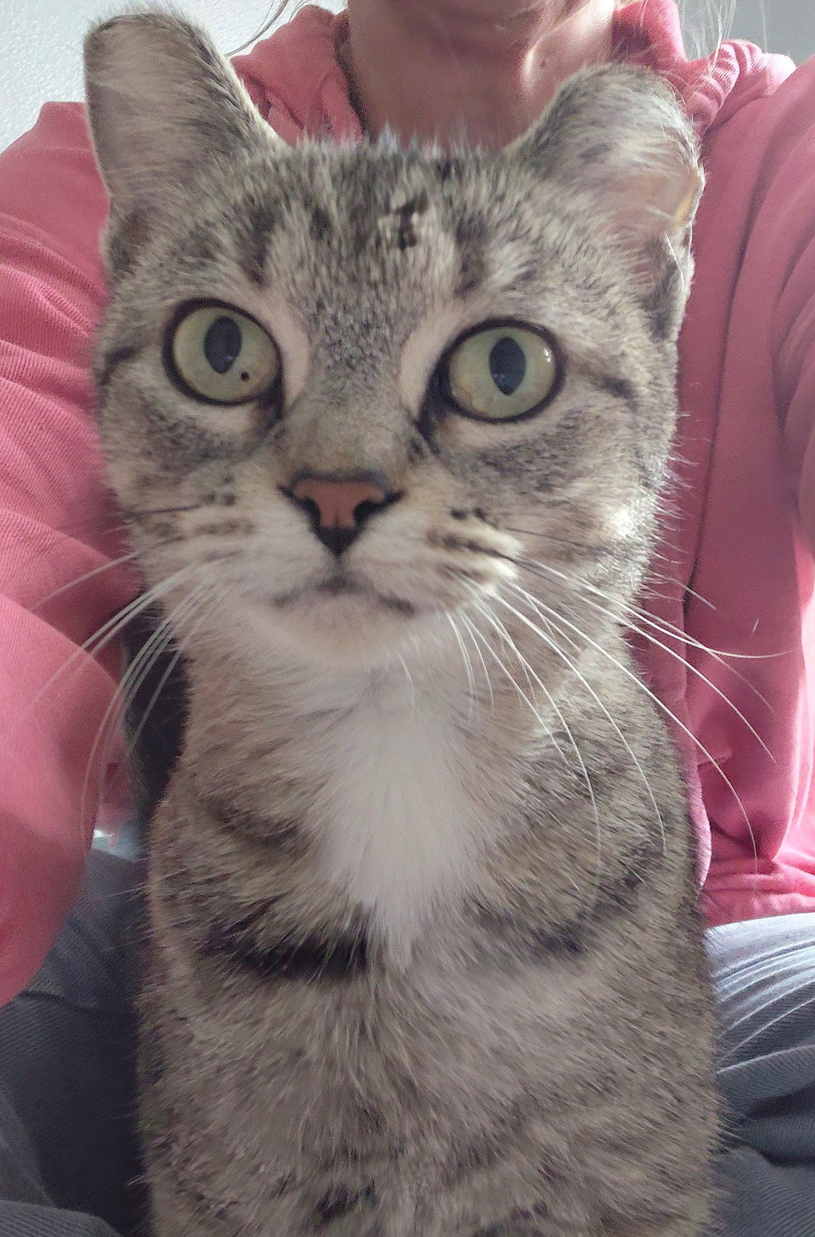 Enlarge Elsa, a Adoptable Domestic Short Hair in Montello, WI image 3/3
